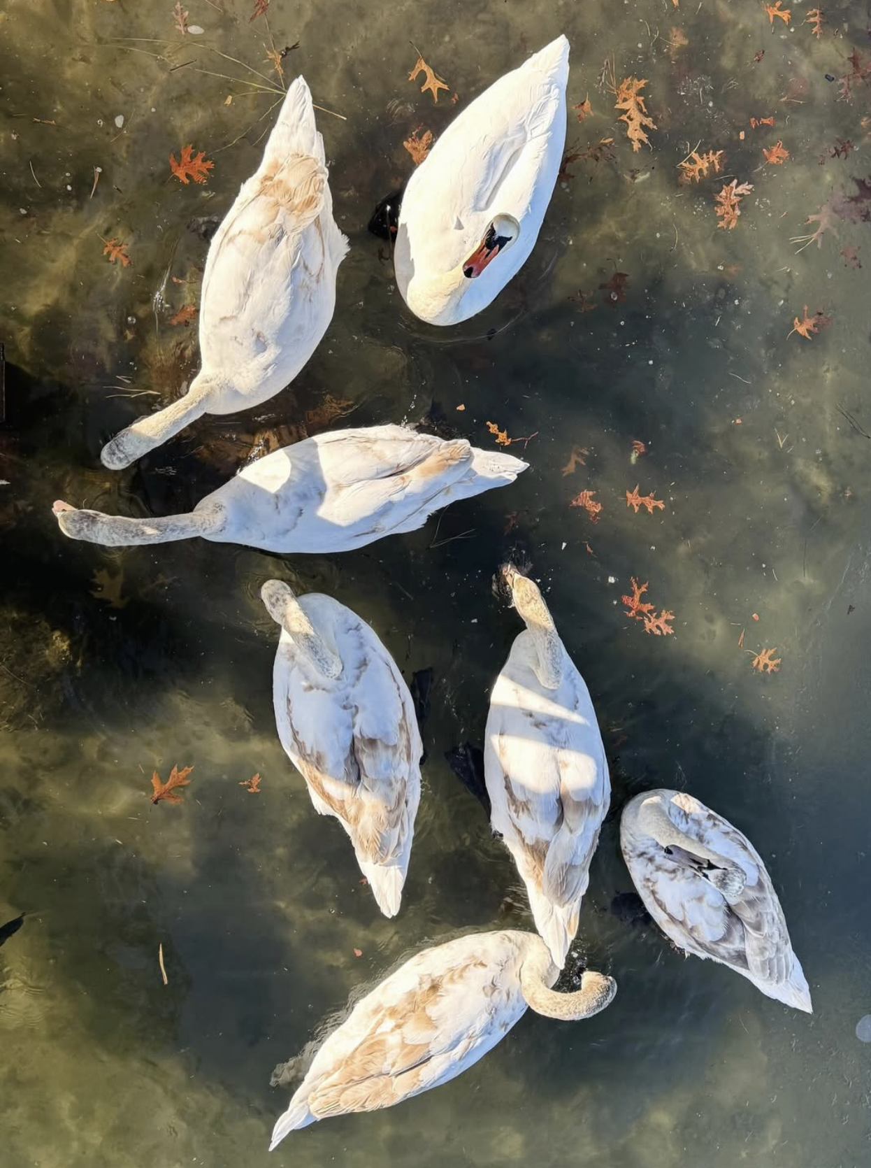 11 cygnets feed casey ig 261226 