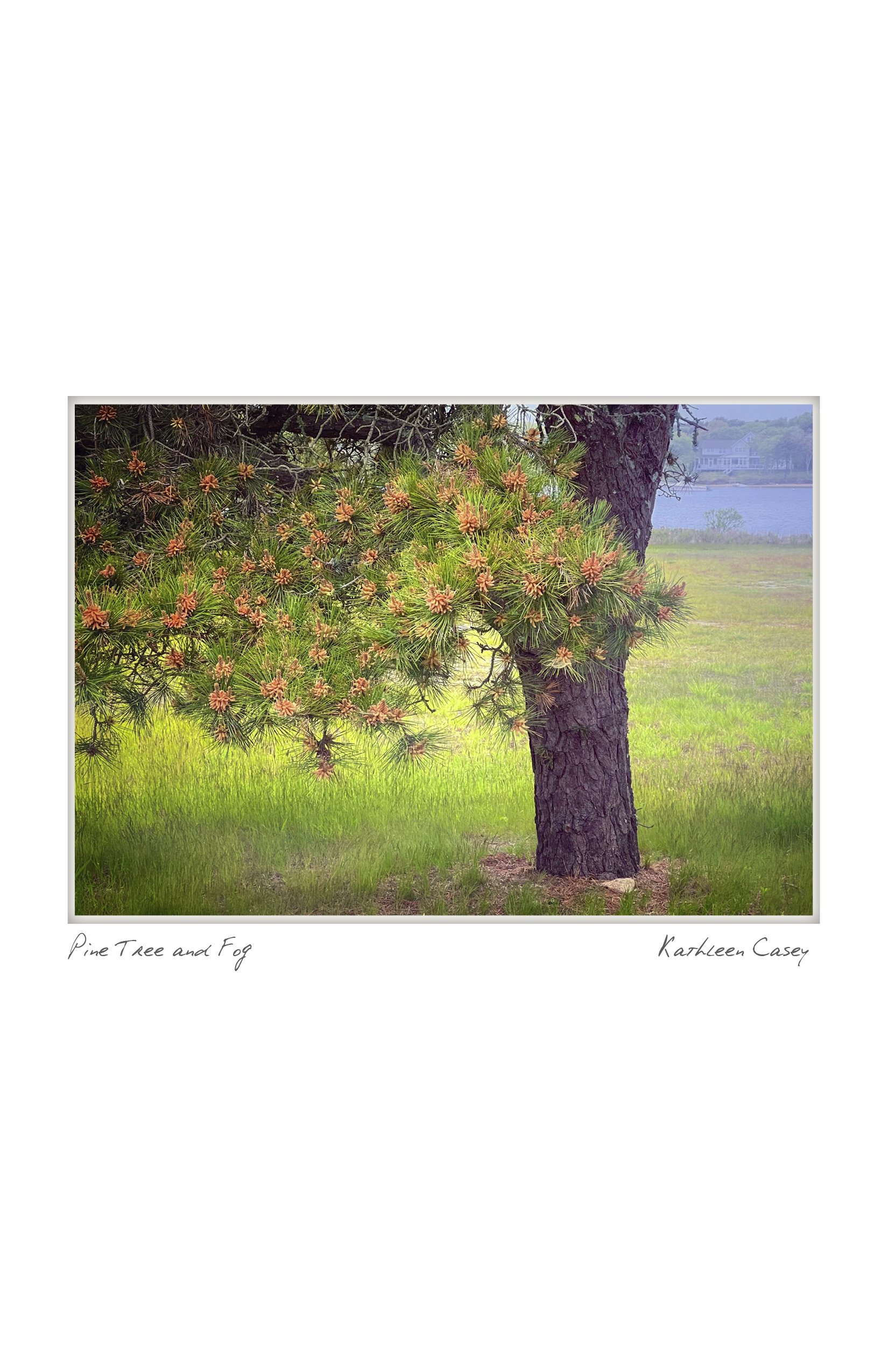 half pine tree and fog NOTECARD_4.25x5.5128.jpg