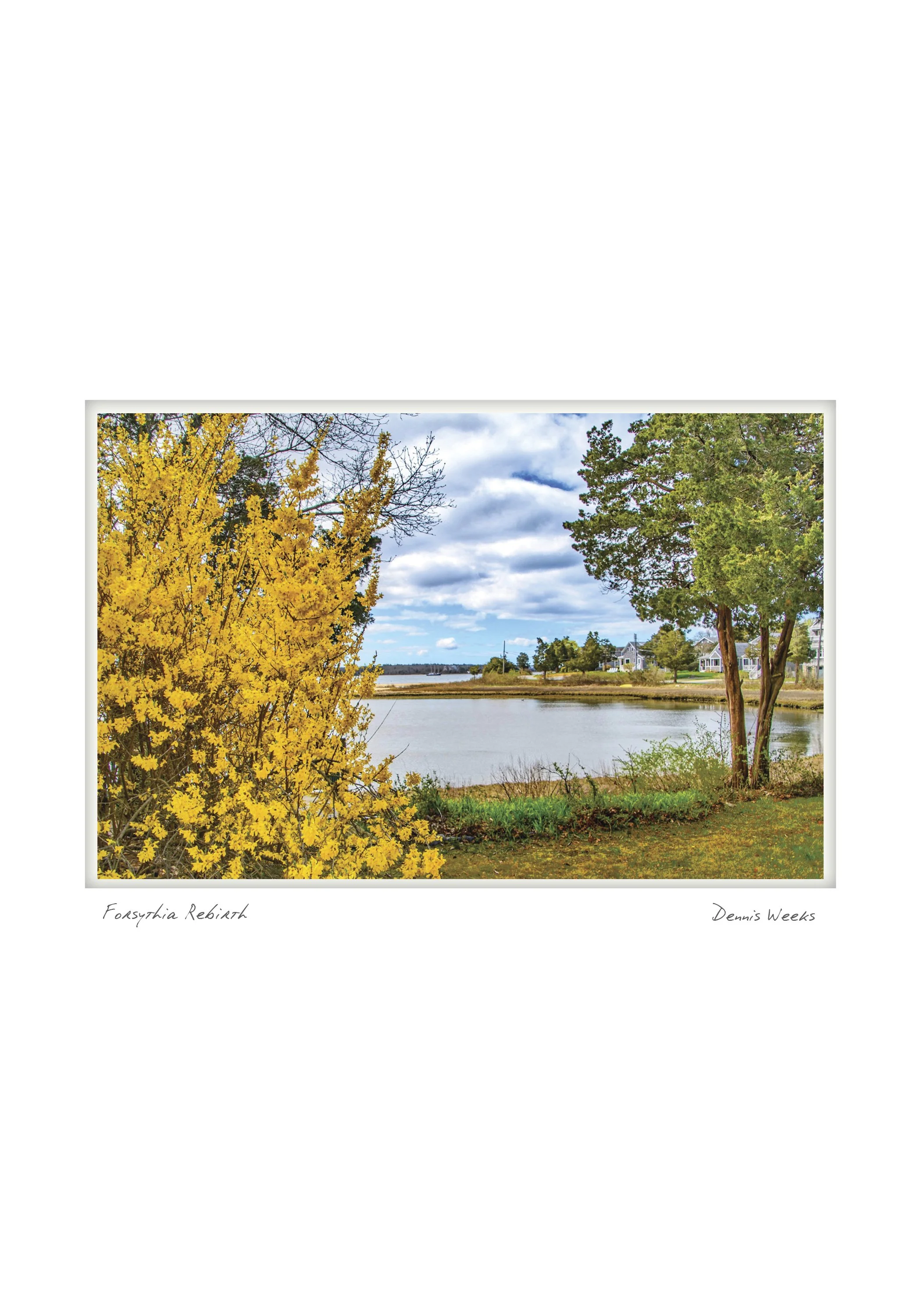 Forsythia Rebirth by Dennis Weeks - Bourne, Massachusetts