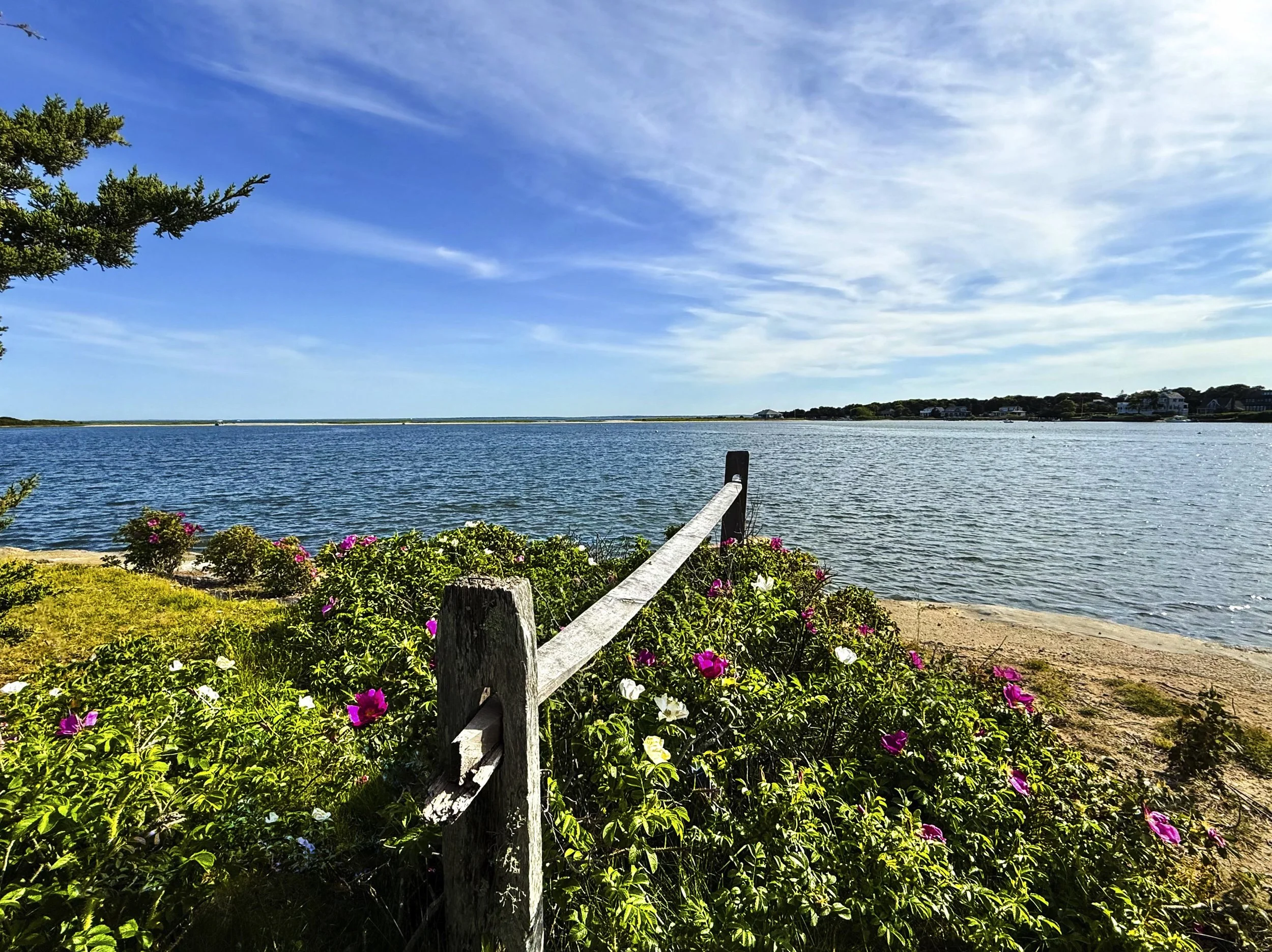 6 JUNE The Fragrance of beach roses.jpeg