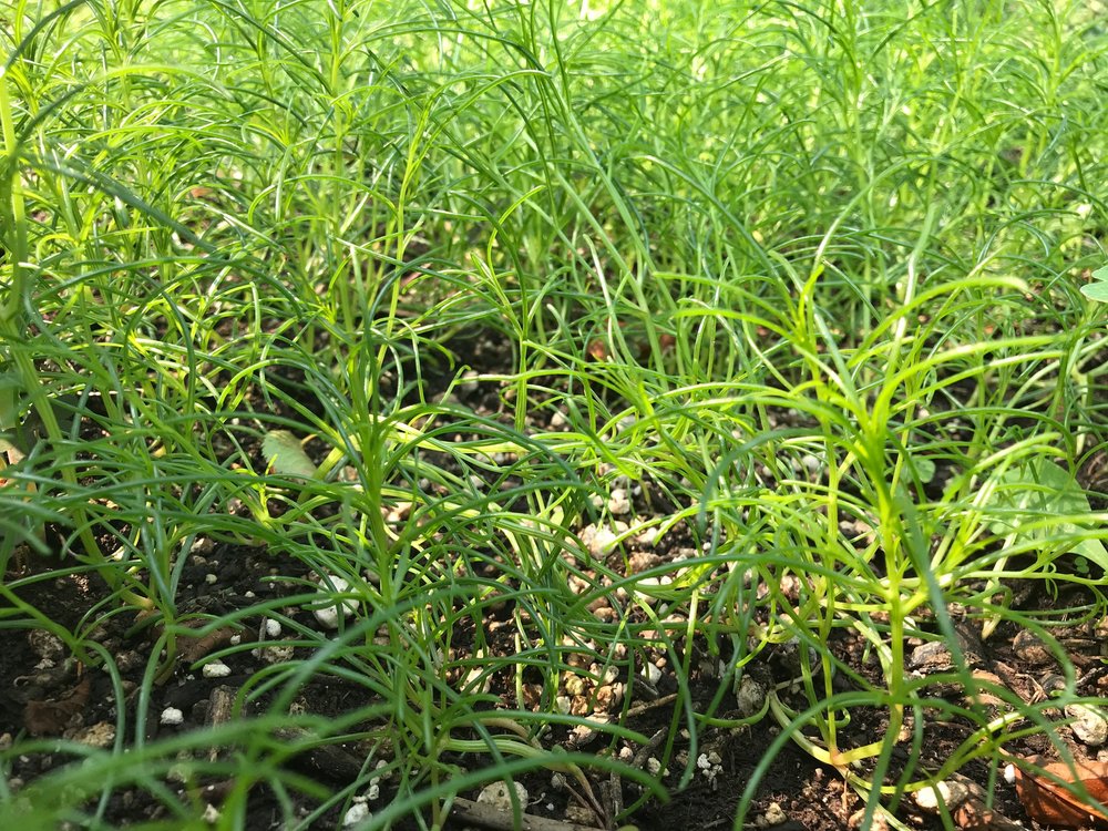 Oka Hijiki Pratum Botanicals