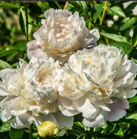 Peony Bowl of Cream- Bare Root
