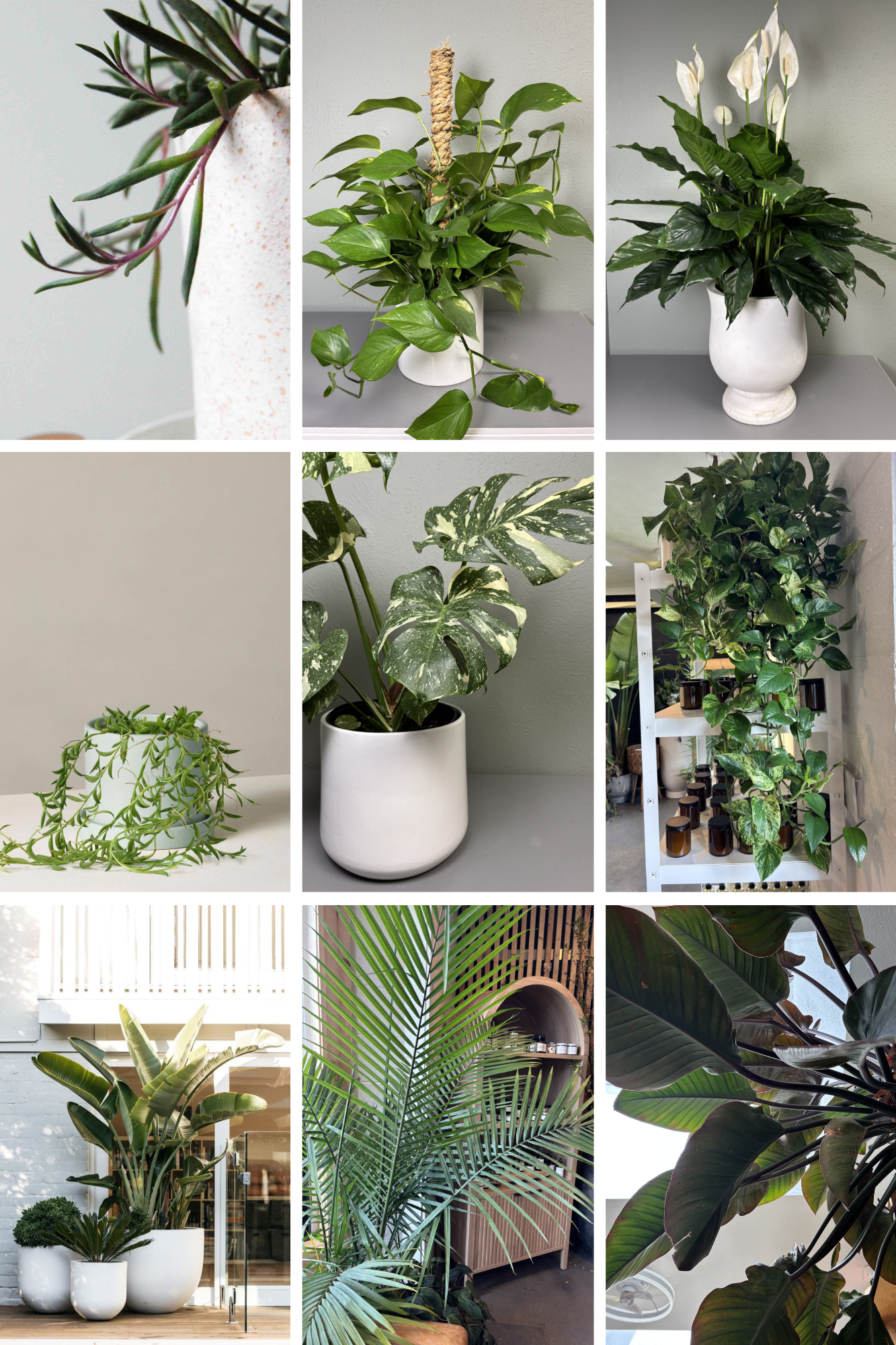 Designer's Choice Plant