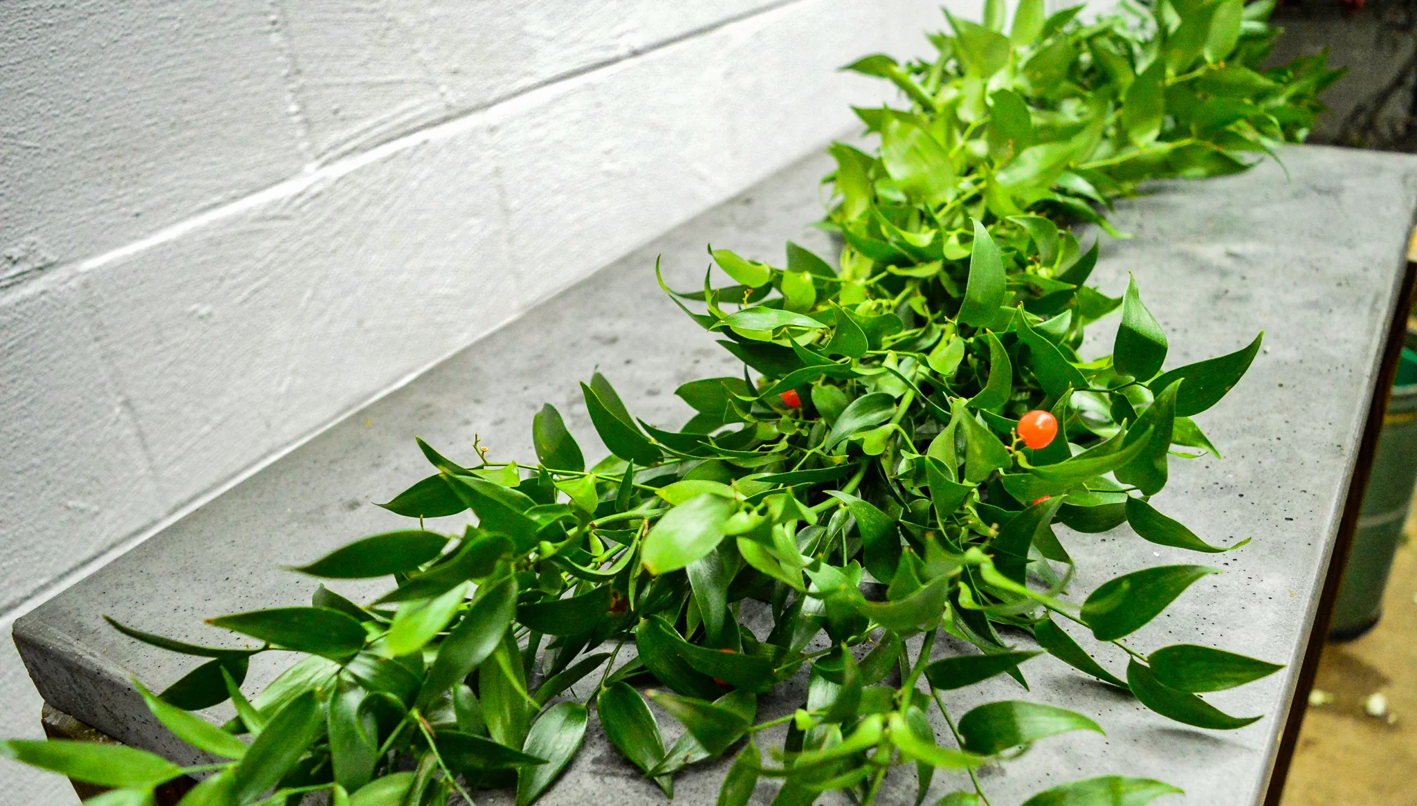 Italian Ruscus