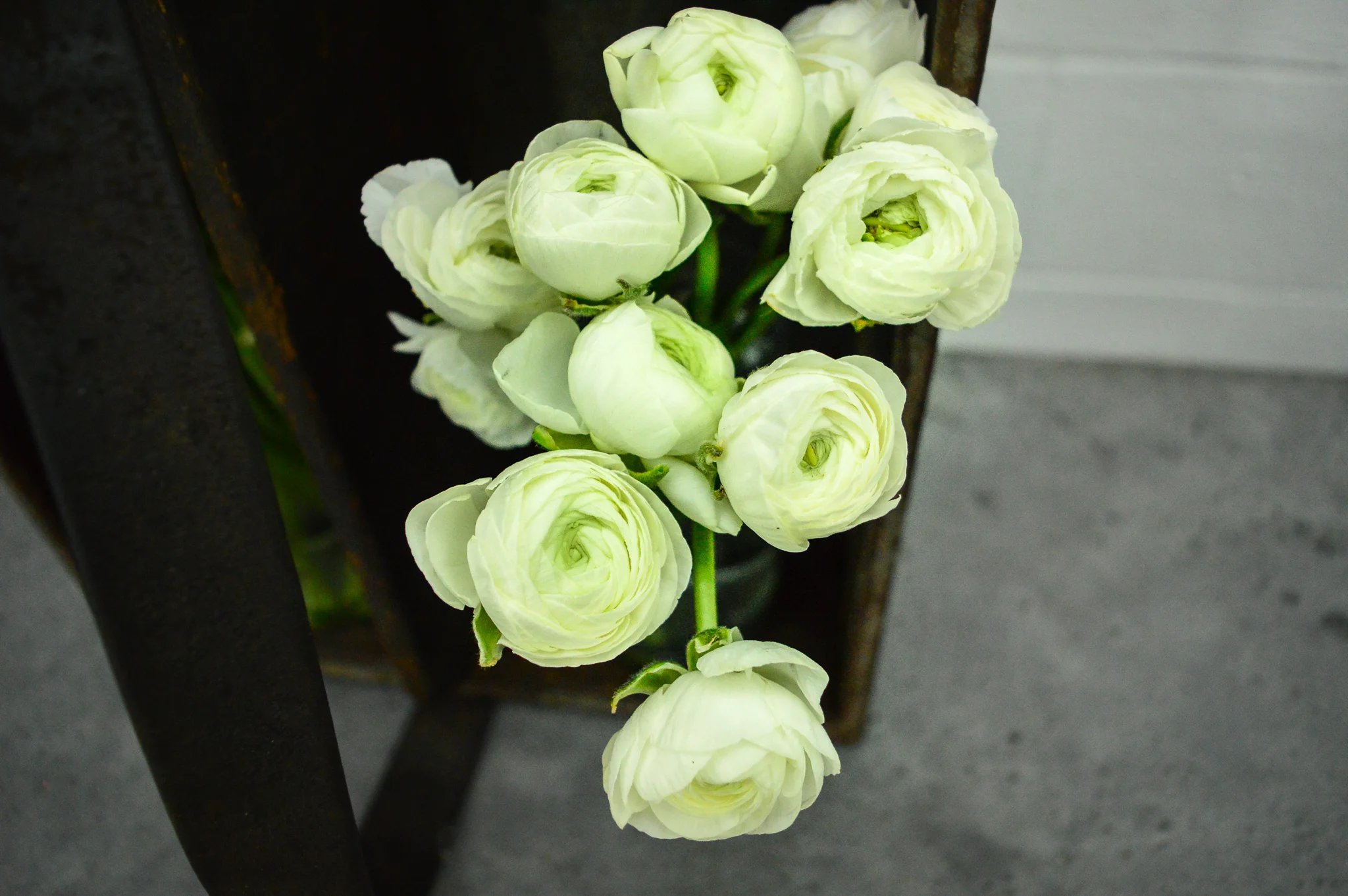 Ranunculus