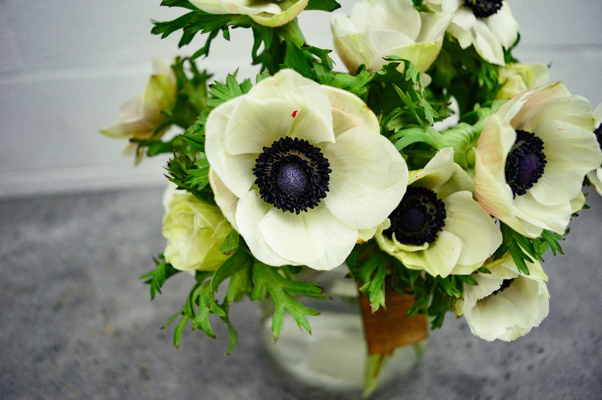 Anemone