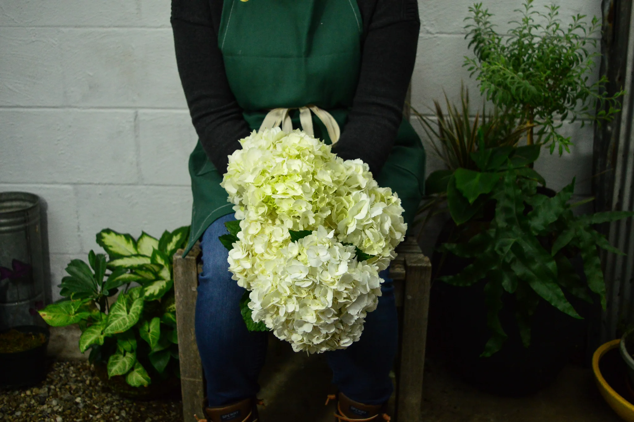 Hydrangea