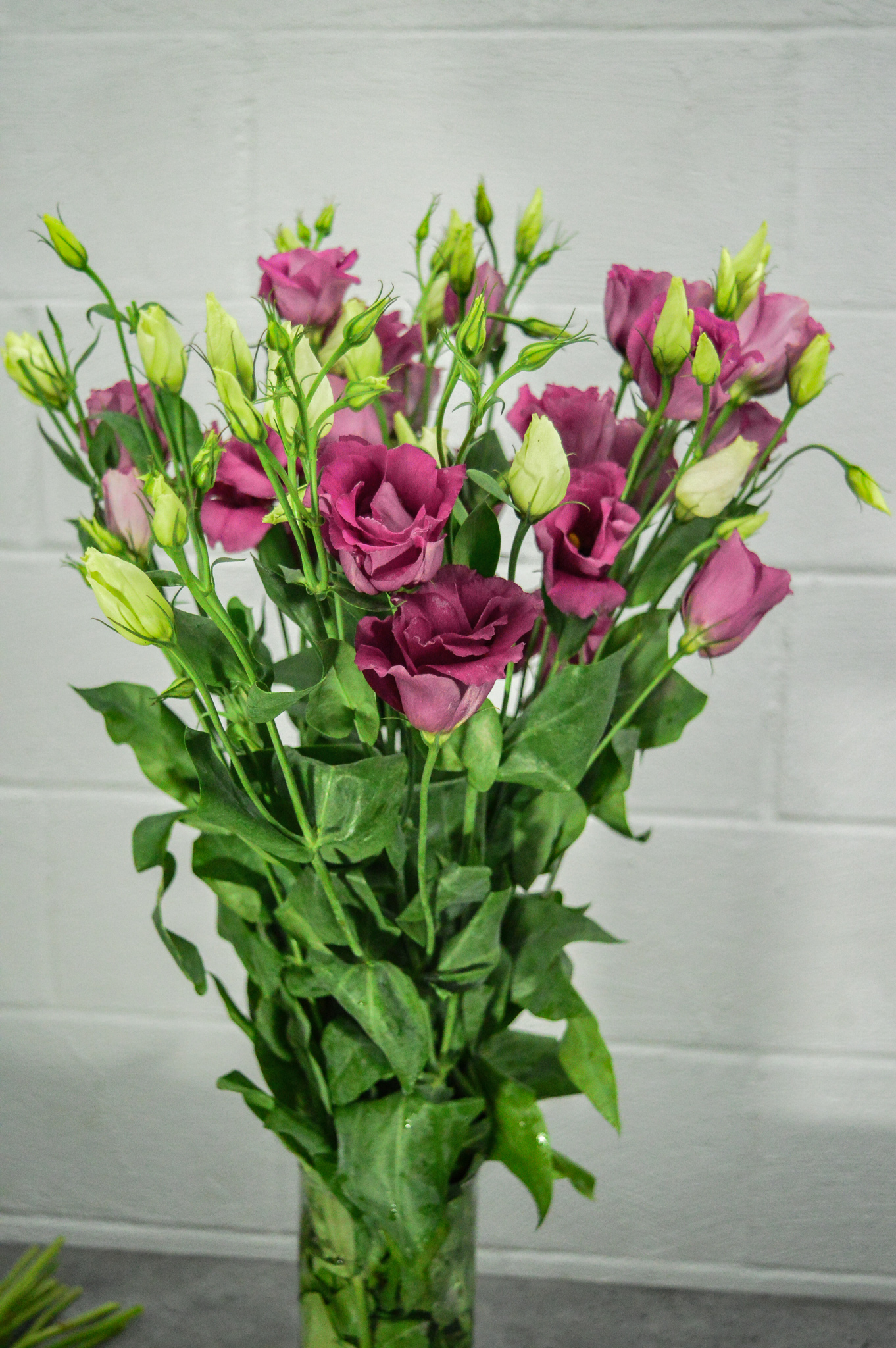 Lisianthus