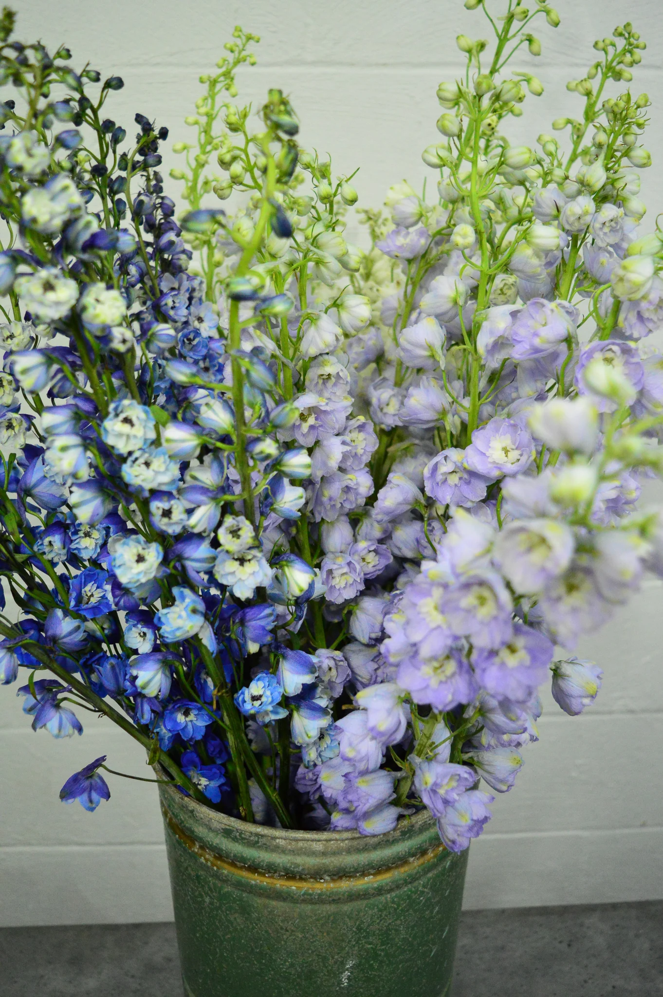 Delphinium