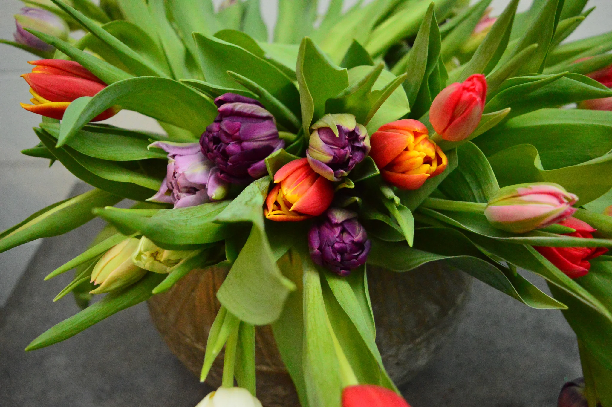 Tulips