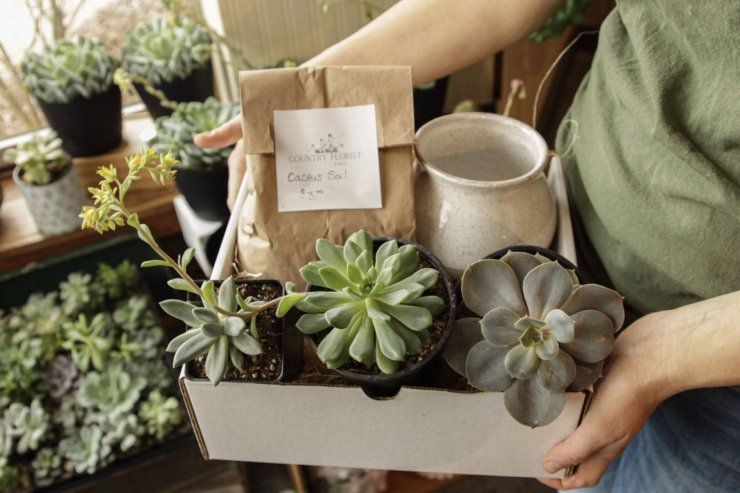succulent in bulk Succulent Aqua Assorted, 5cm