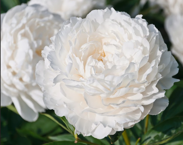 Peony Shirley Temple- Bare Root