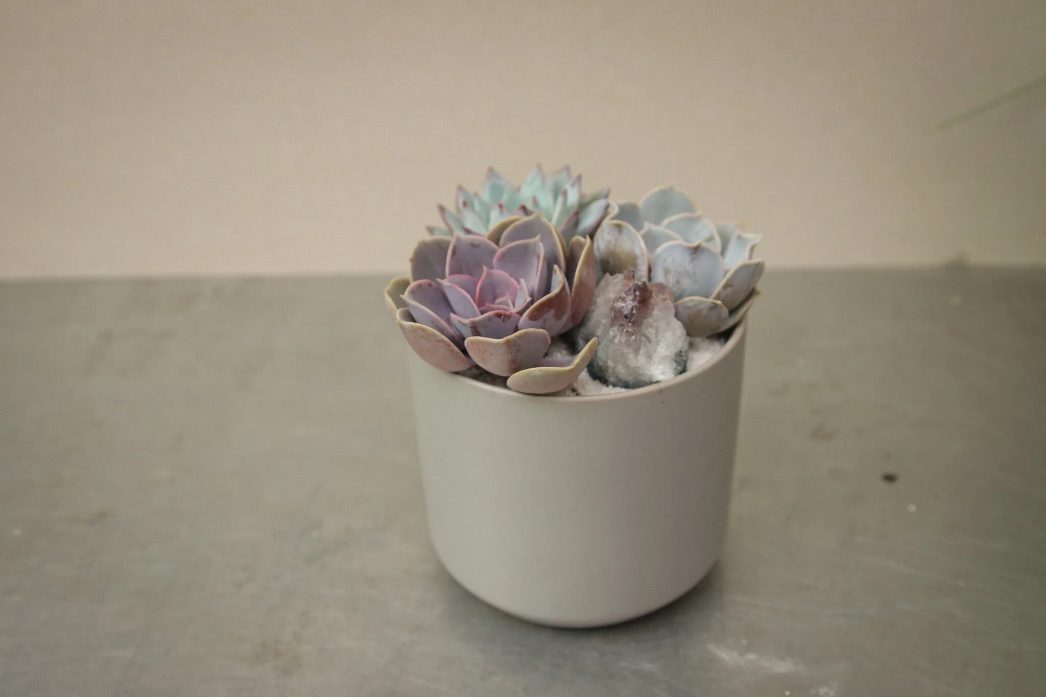 Succulent Planter Workshop