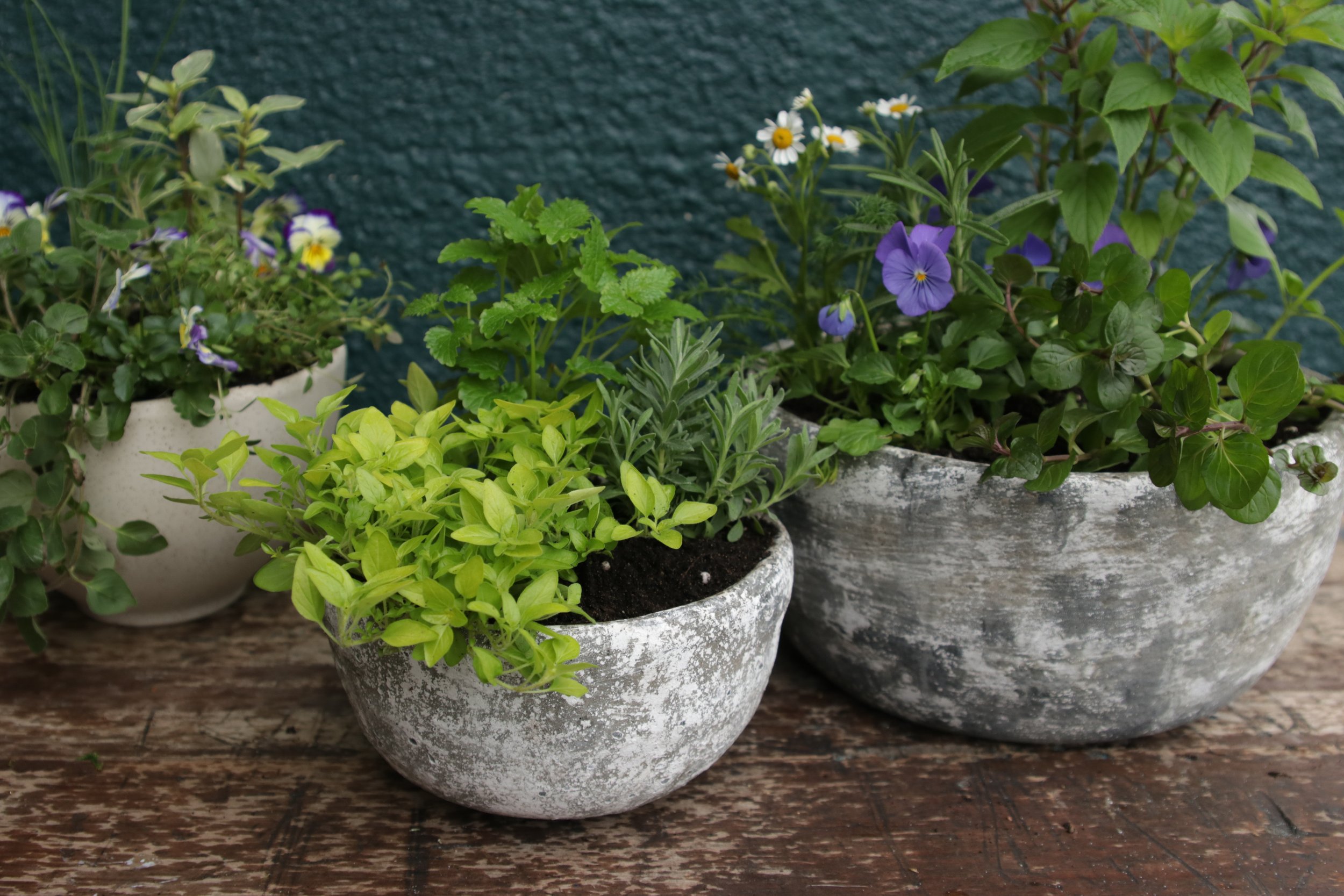 Blooming Plants Workshop