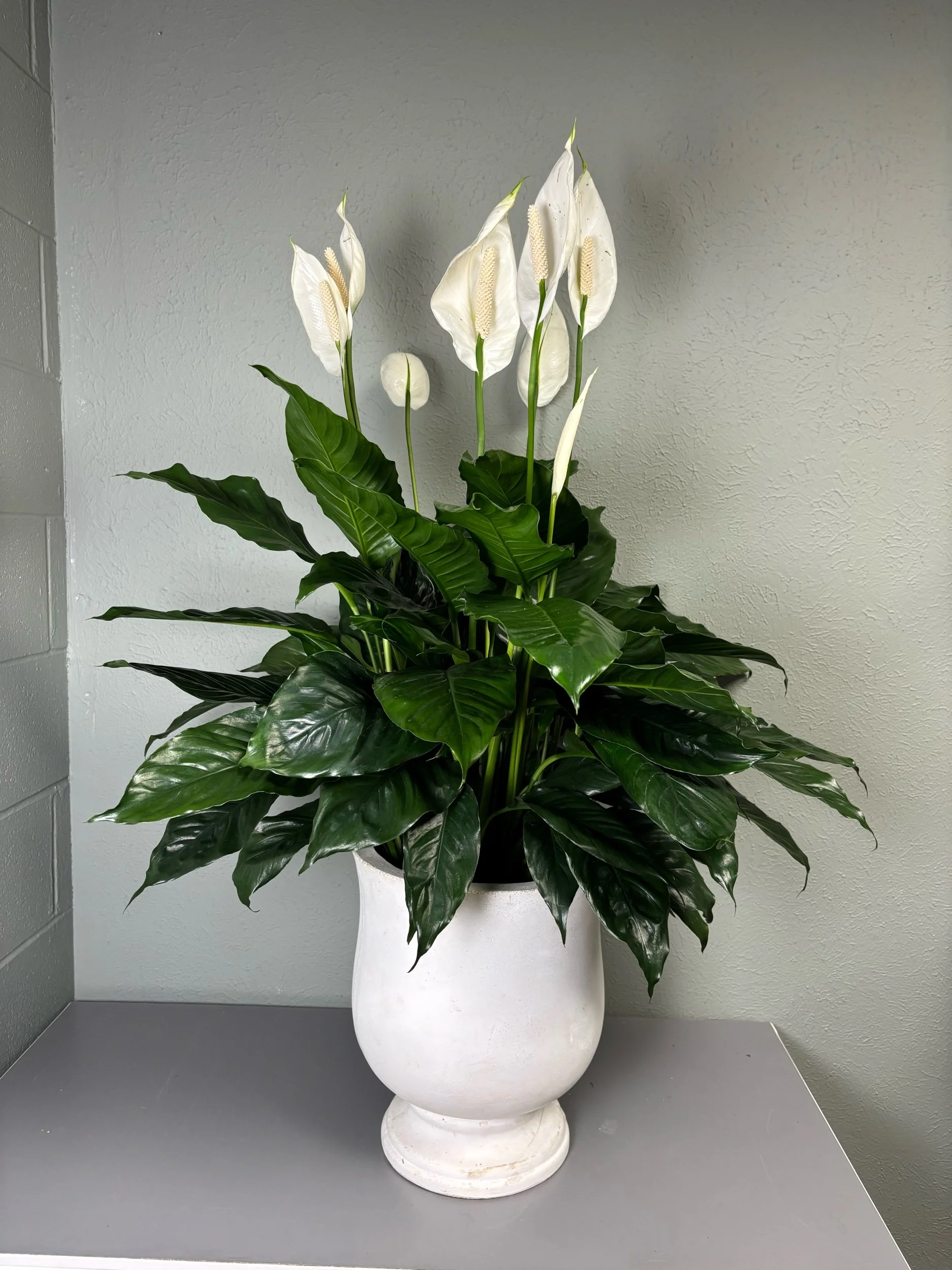 Peace Lily