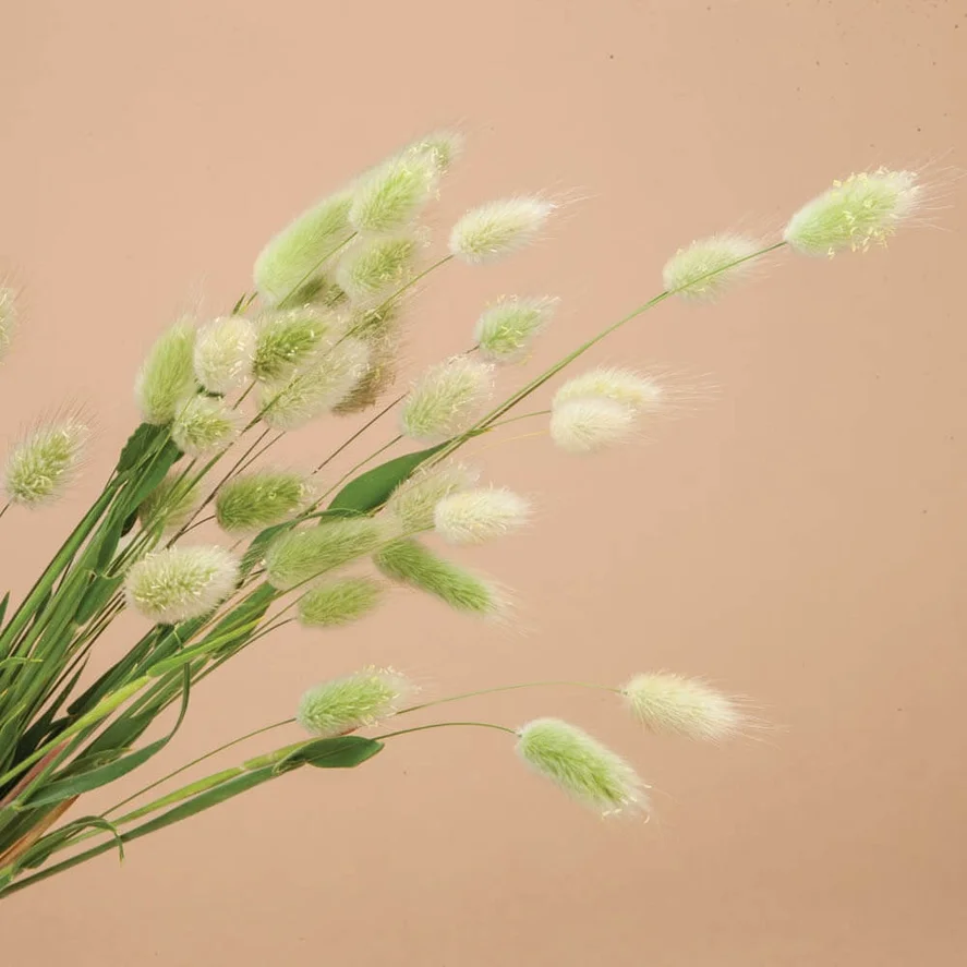 bunny tails.webp