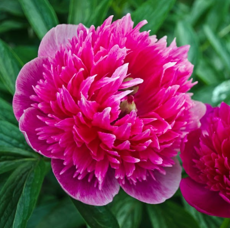 Peony Purple Spider