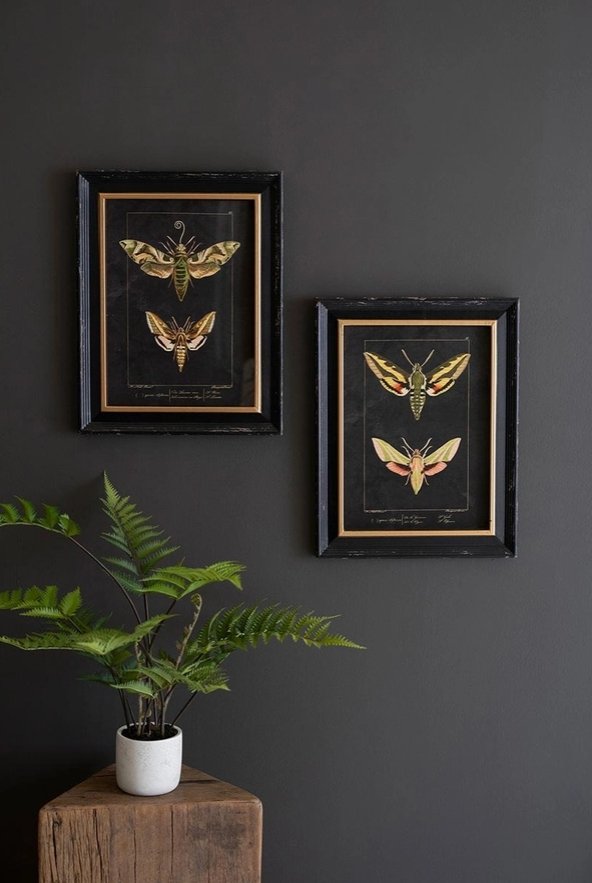 Framed Moth Prints under glass