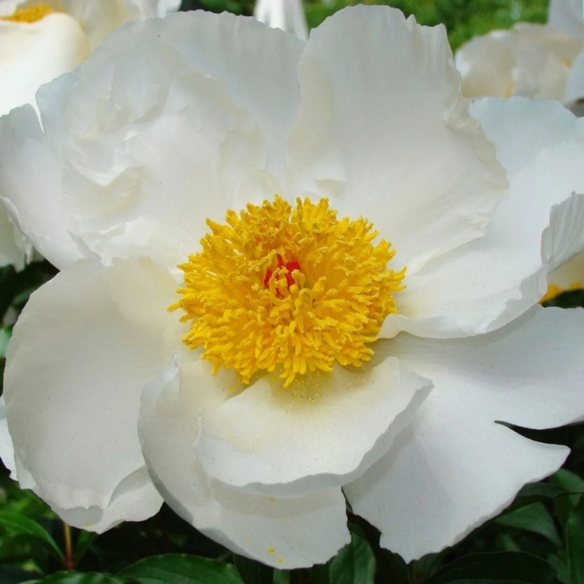 peonykrinklewhite.jpg