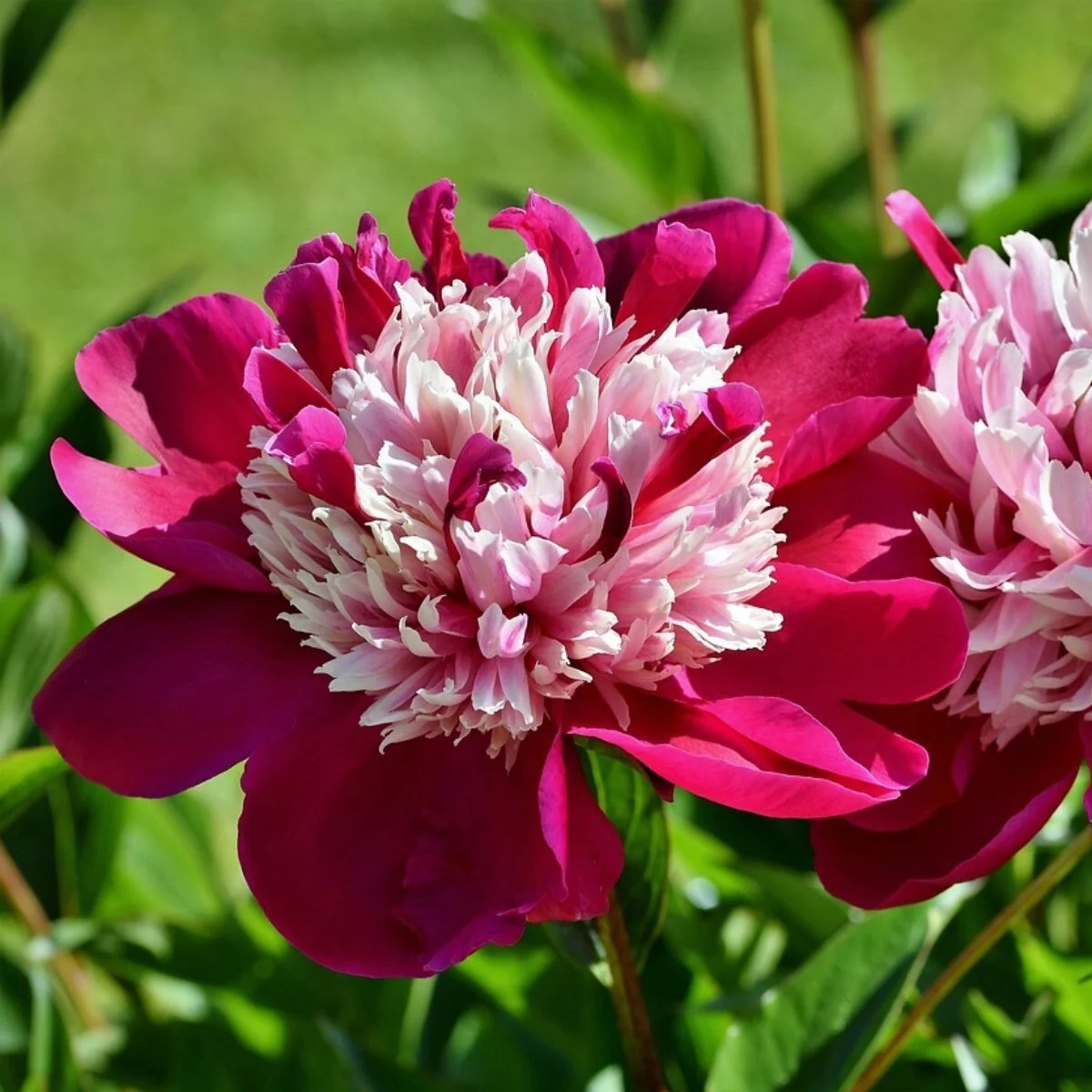 PEONY CELEBRITY (1).jpg