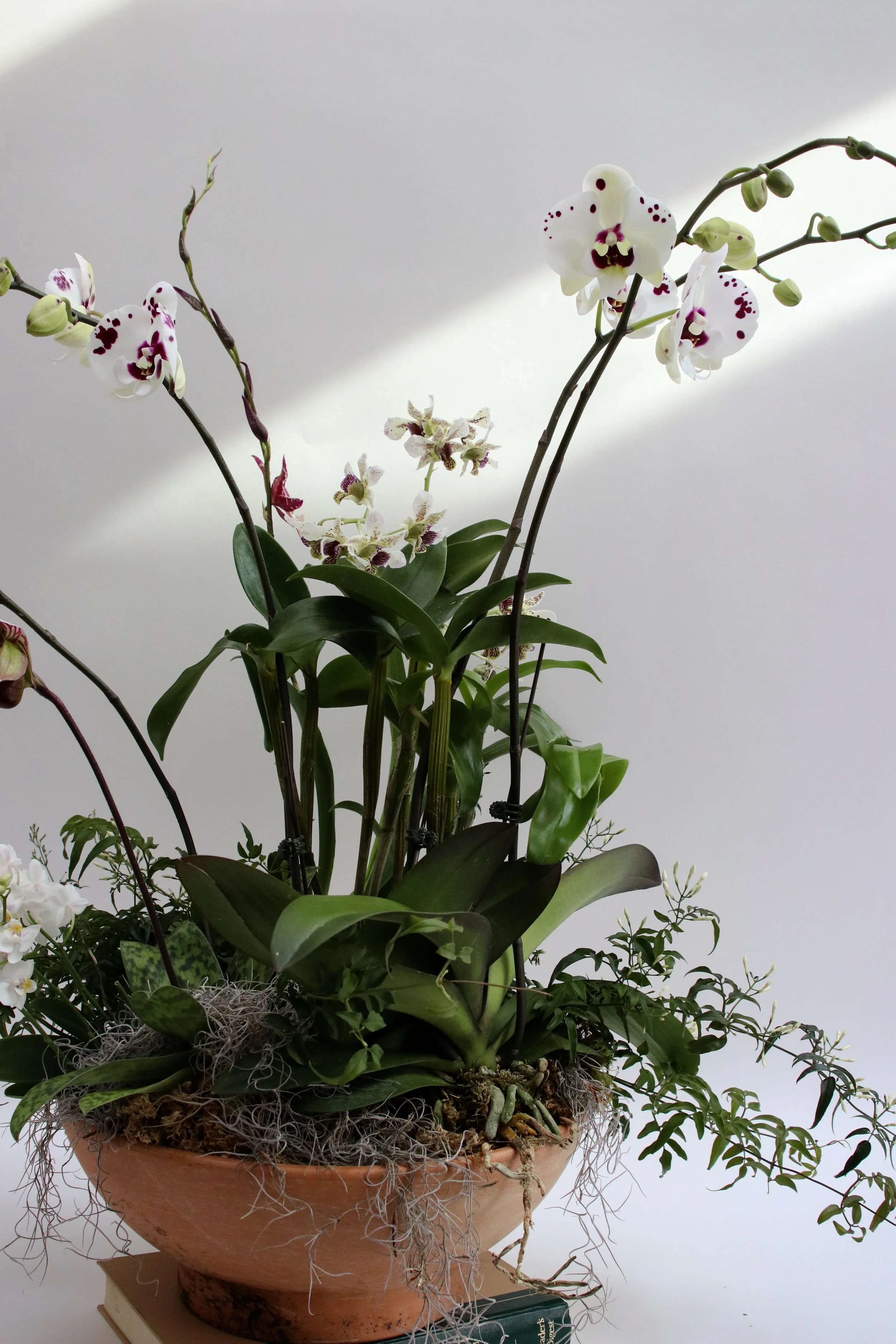 Premium Mixed Orchid planter