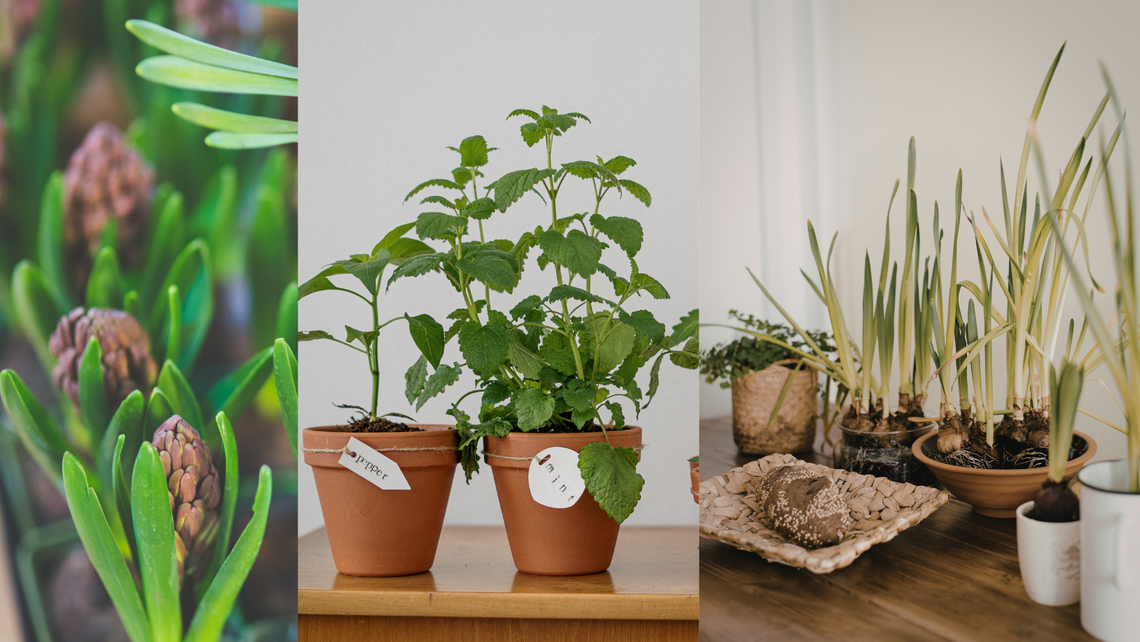 Untitled design (76).png