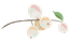 branch logo copy 2.png