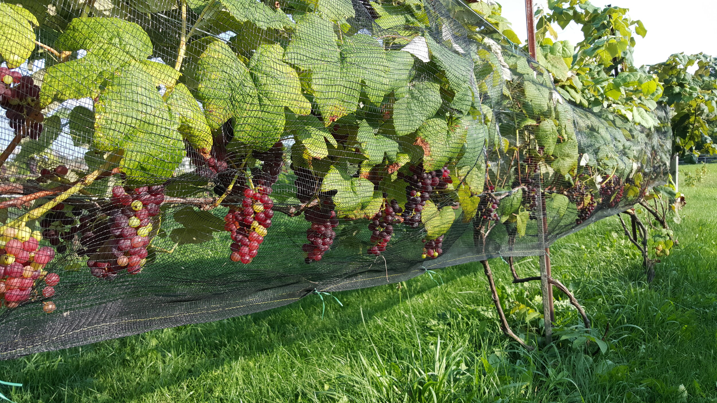 Song-Hill-Winery-Grapes.jpeg