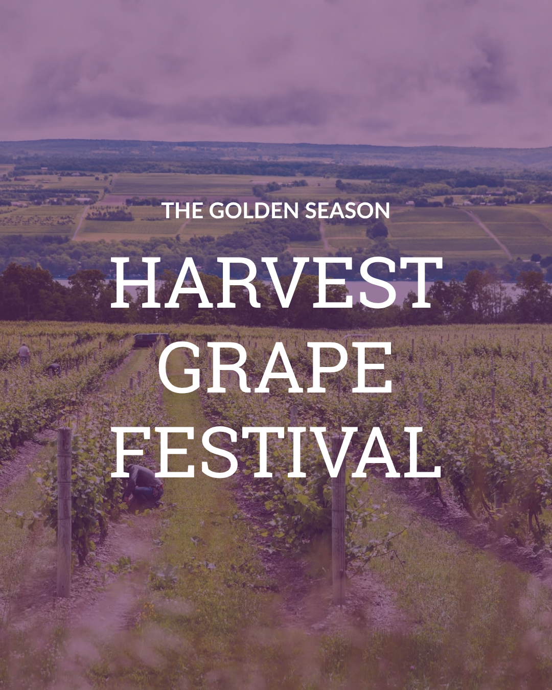 Harvest Season + The Naples Grape Festival