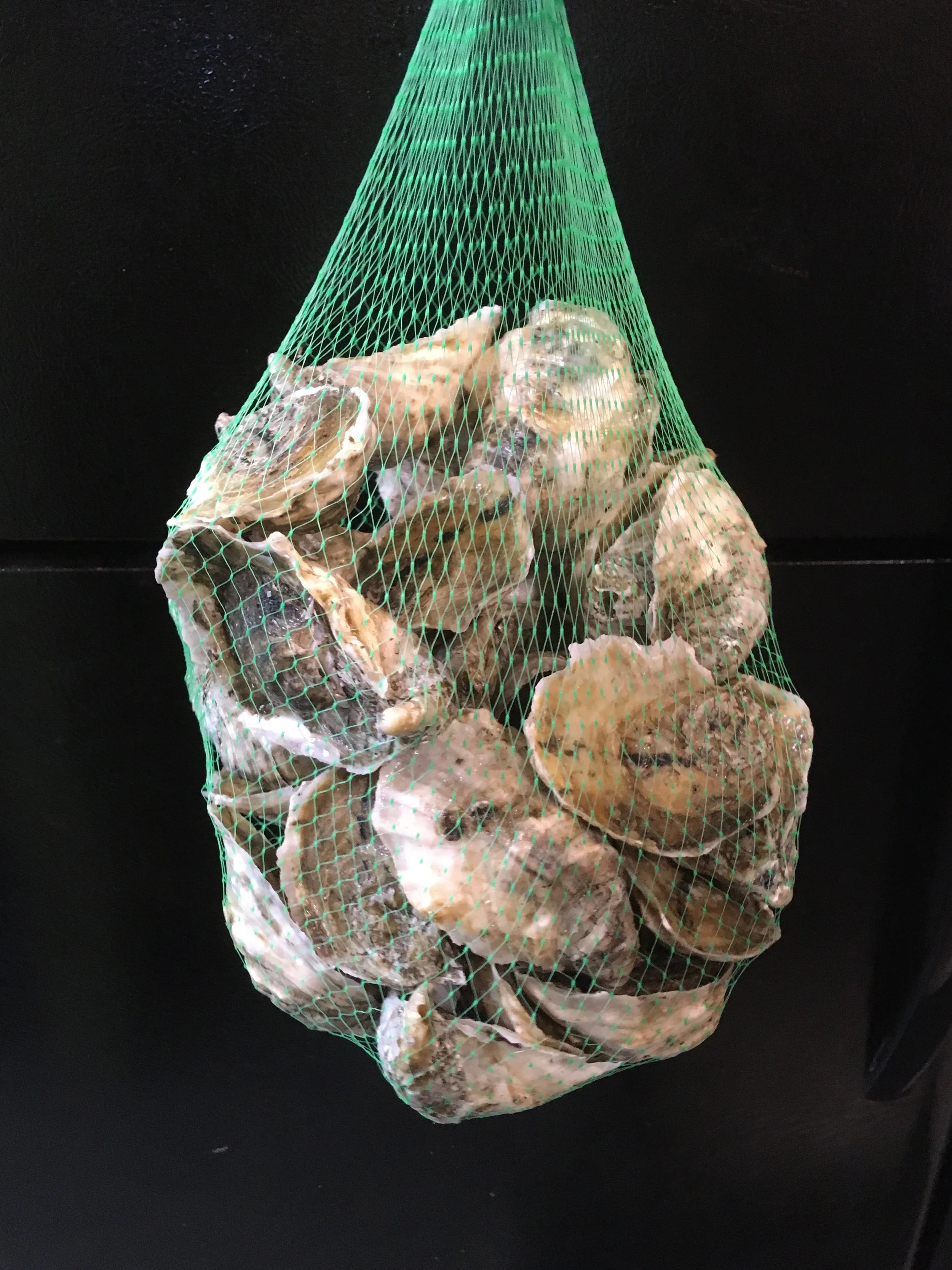 Christmas Oysters!