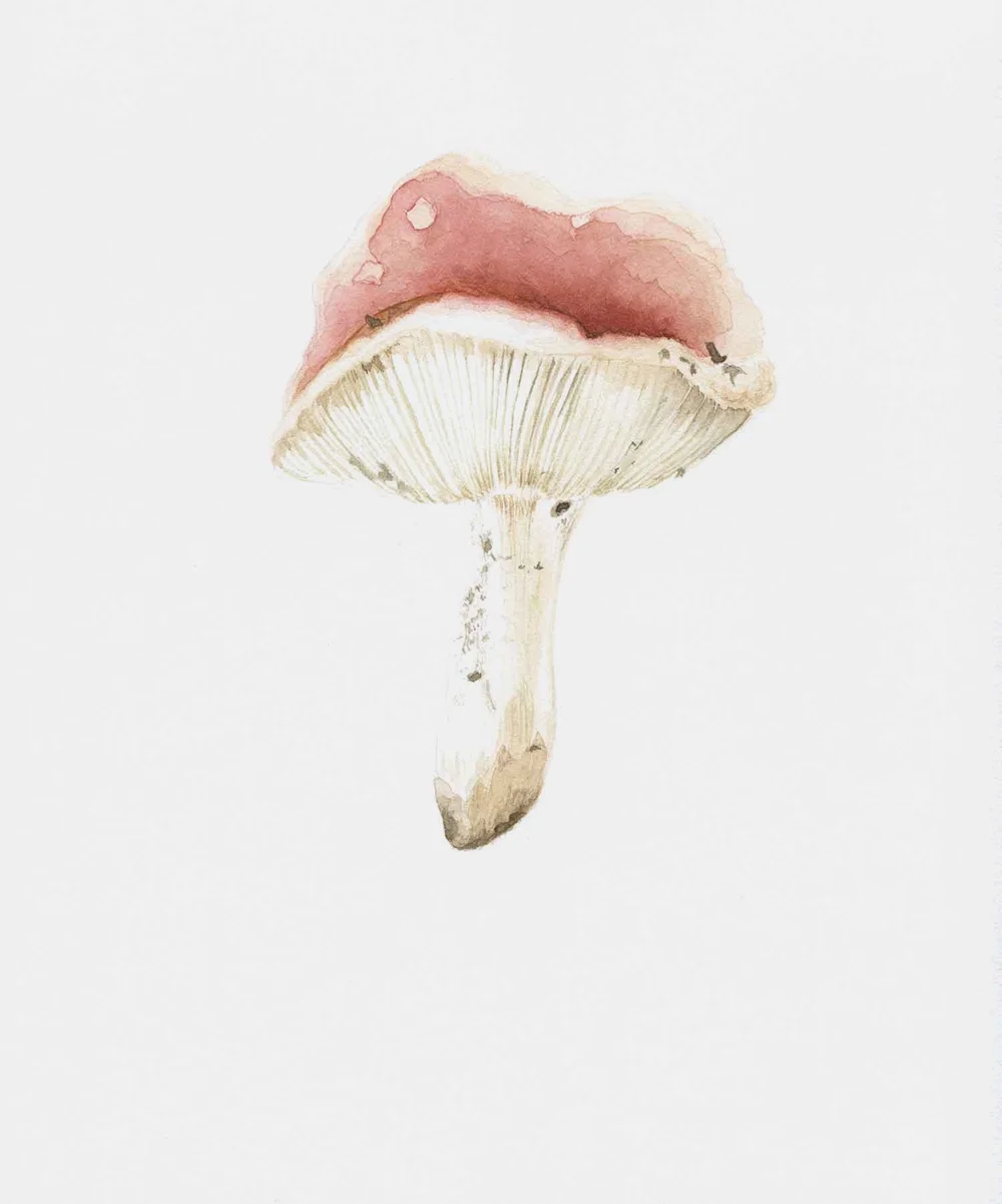 Russula Mushroom