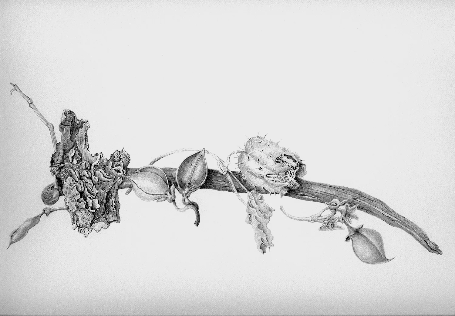 Seed Pods And Bark (Baptisia , Catalpa sp ., barkTBD, Paulownia, Echinosystis lobata), graphite