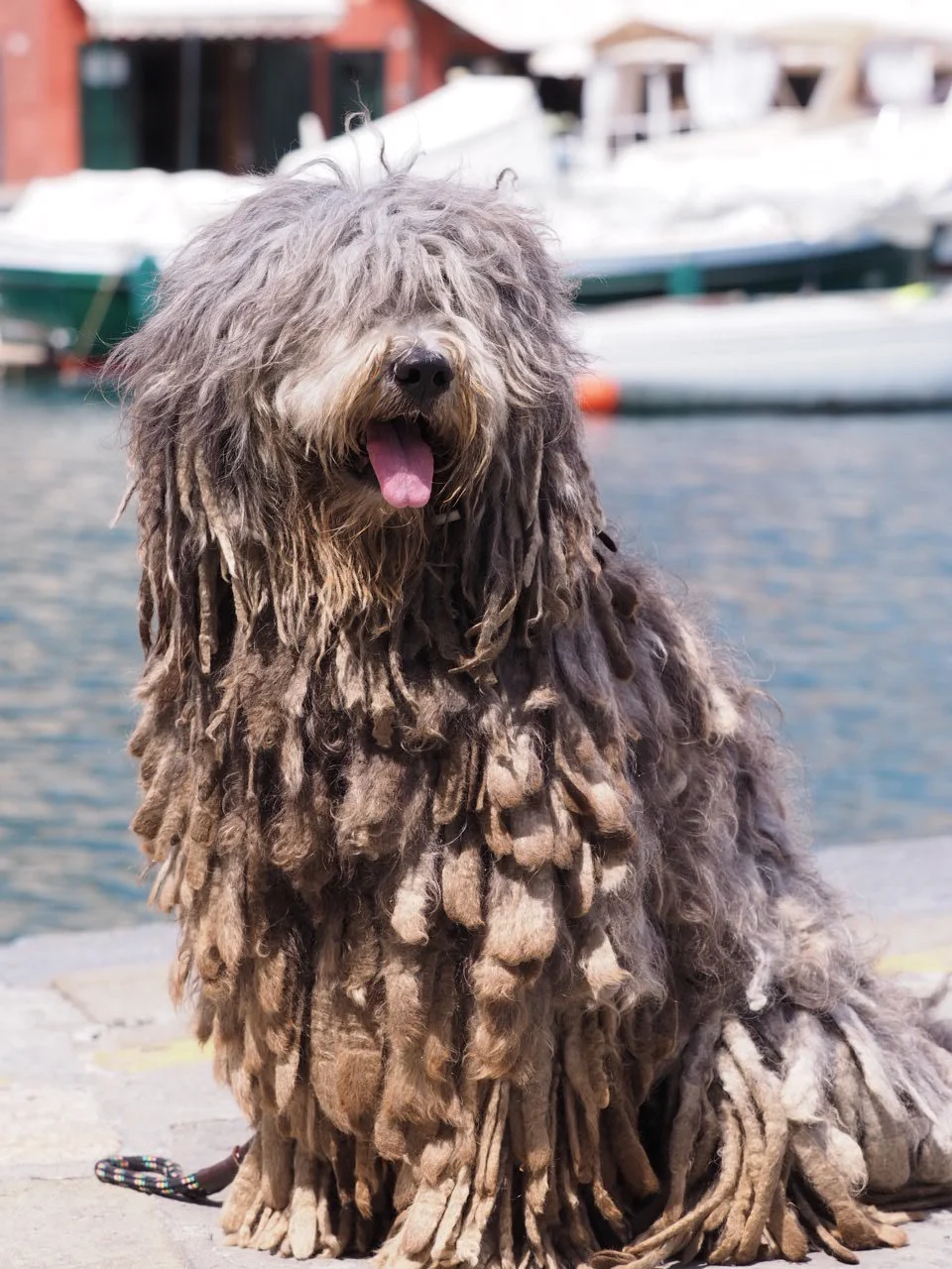 GCH Tinia dell albera Silver Pastori