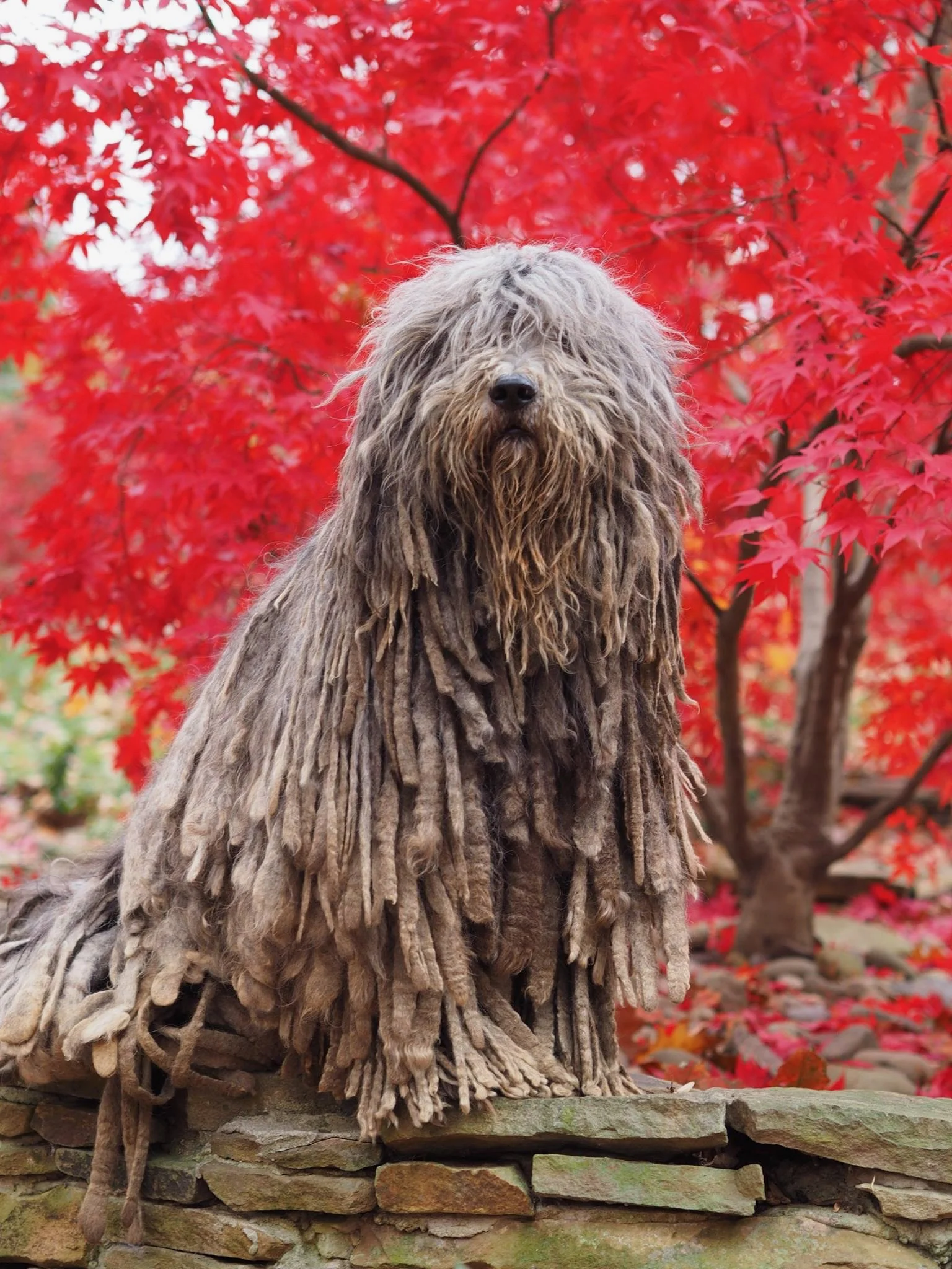GCH Tinia dell albera Silver Pastori