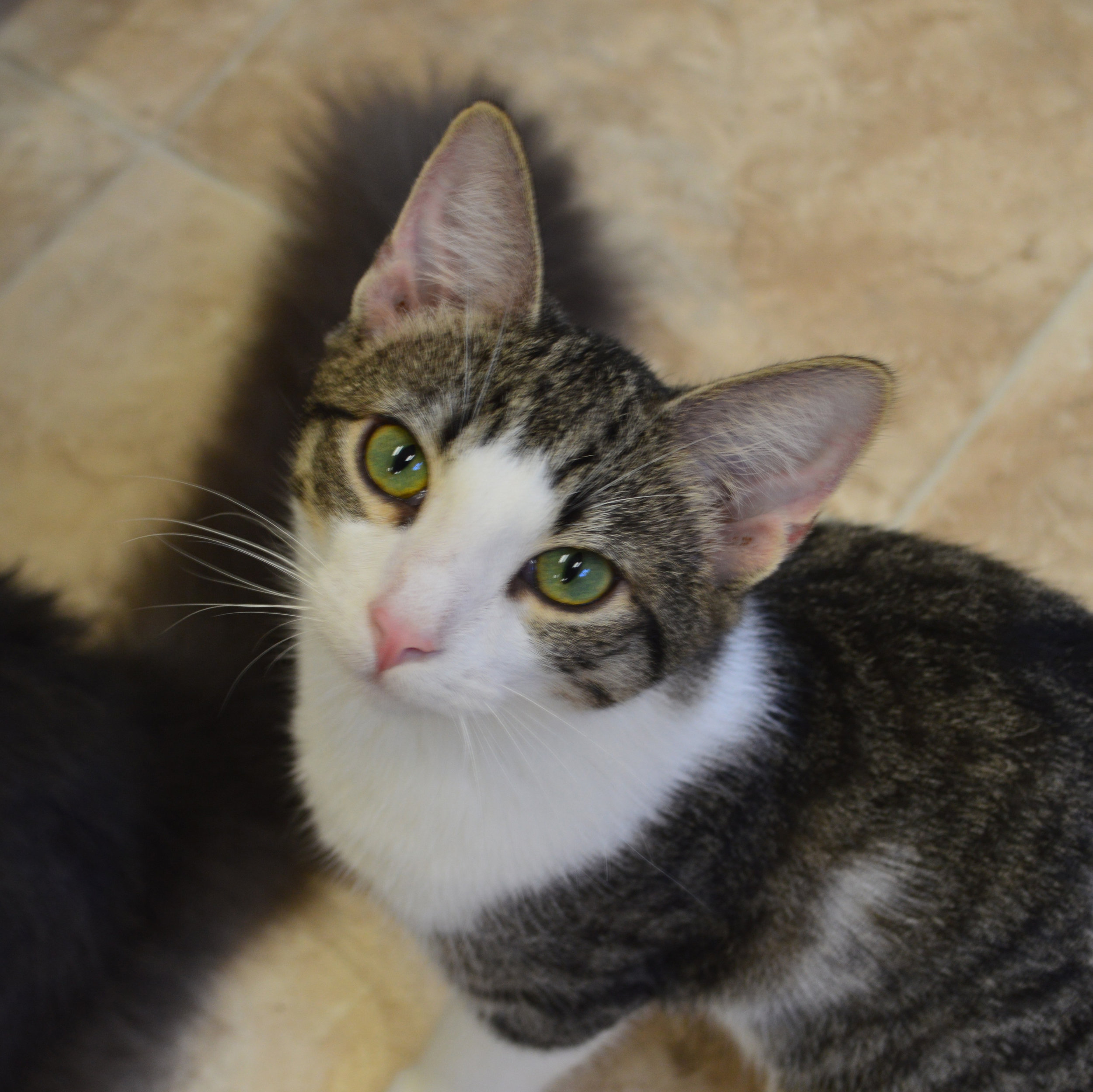 What a scaredy cat! The feline with a PERMANENTLY startled