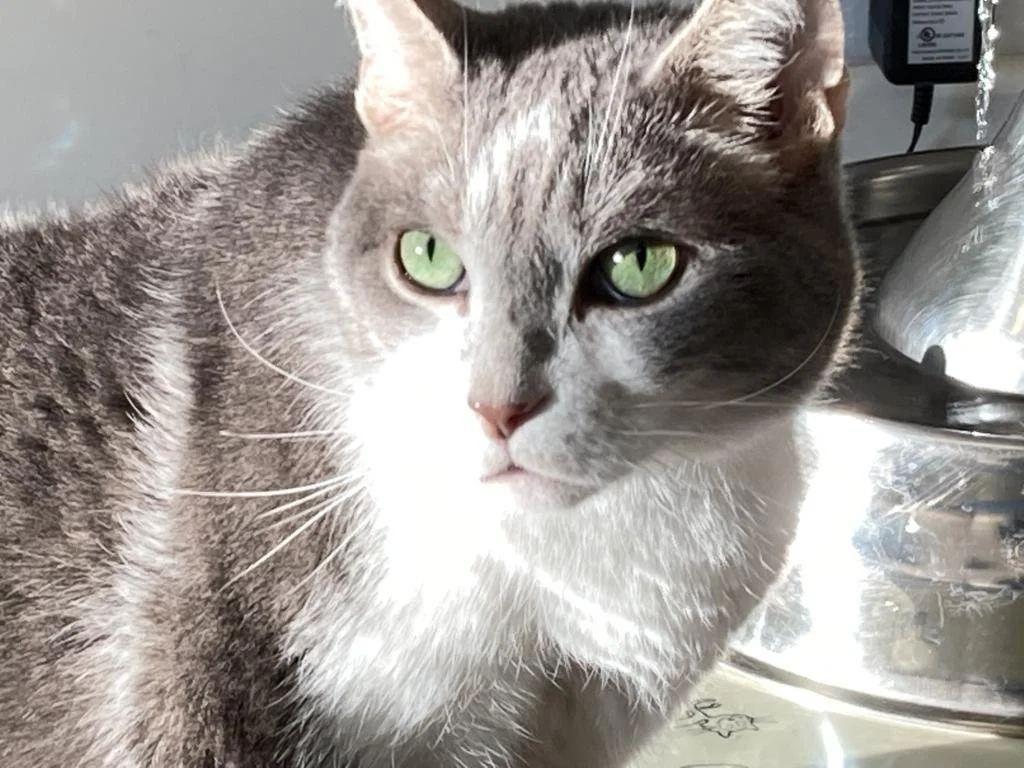 Rocky 1.jpg