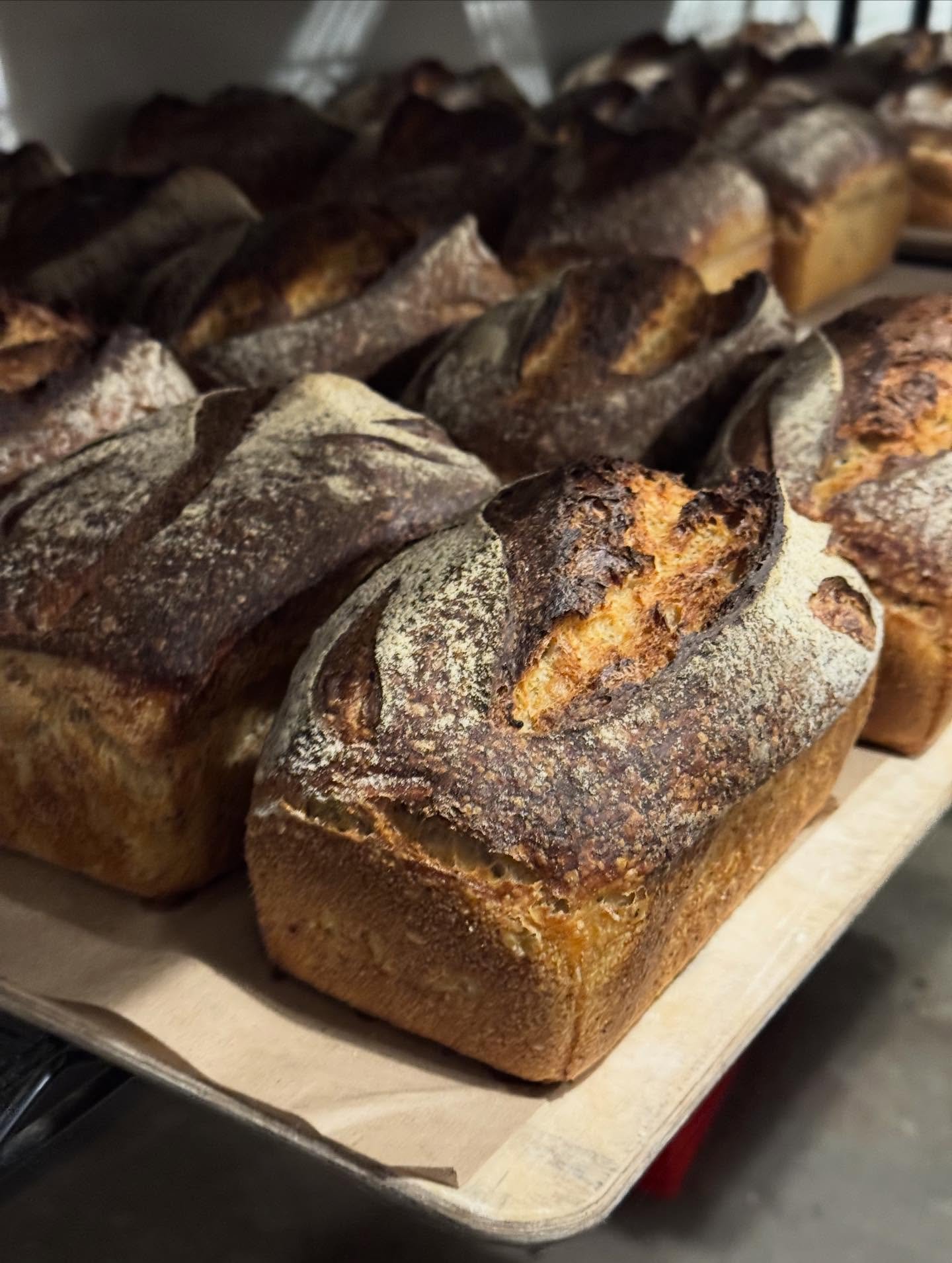 It&rsquo;s DURUM this week for the CSB (community supported bread) program!!! We&rsquo;re smitten with Cracked Wheat Porridge Breads, and this one is on 🔥. Starting with organic durum wheat from @camascountrymill we toast berries, send em through th