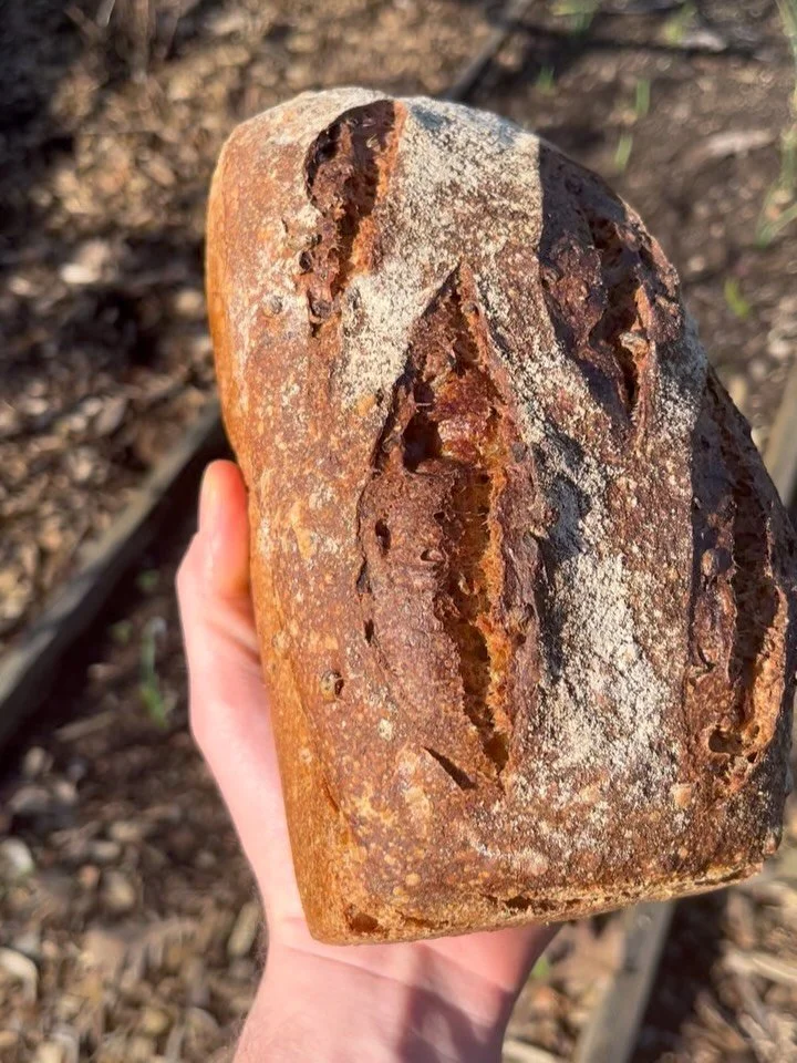 A loaf built from our smallest-scale supplier tucked on the Puget Sound in Washington @chimacumgrain 💚🌊 Full of creamy oats and sprouted climate blend whole berries. This one&rsquo;s headed to porches across town today and tomorrow, 🔥 bake @nicole