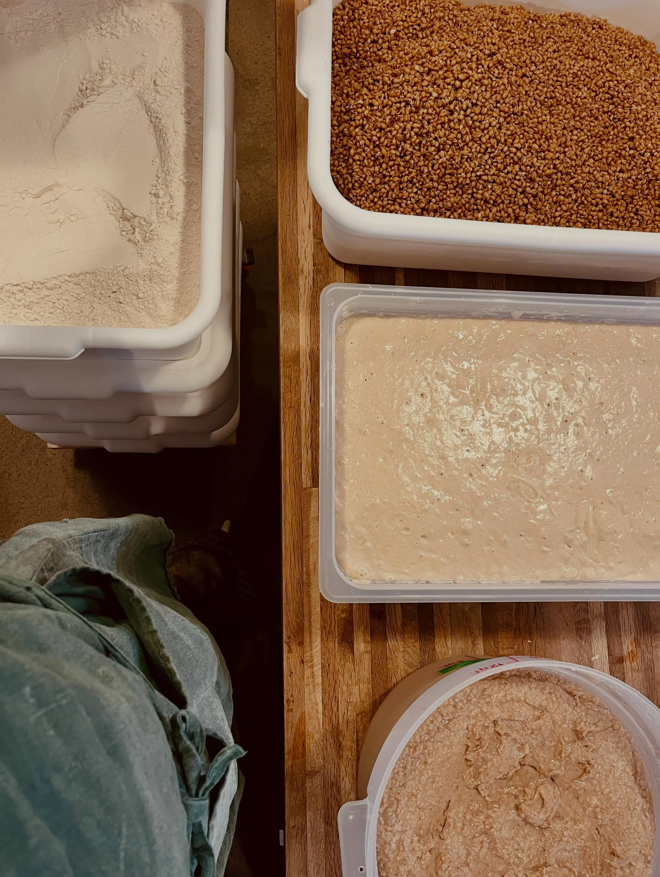 JUICY 💦
SPROUTED RED WHEAT 🌾 
headed to porch pickup sites for bread club!!
July signups open for 1/week sourdough grain 🍞