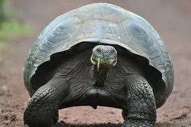 turtle.jpeg