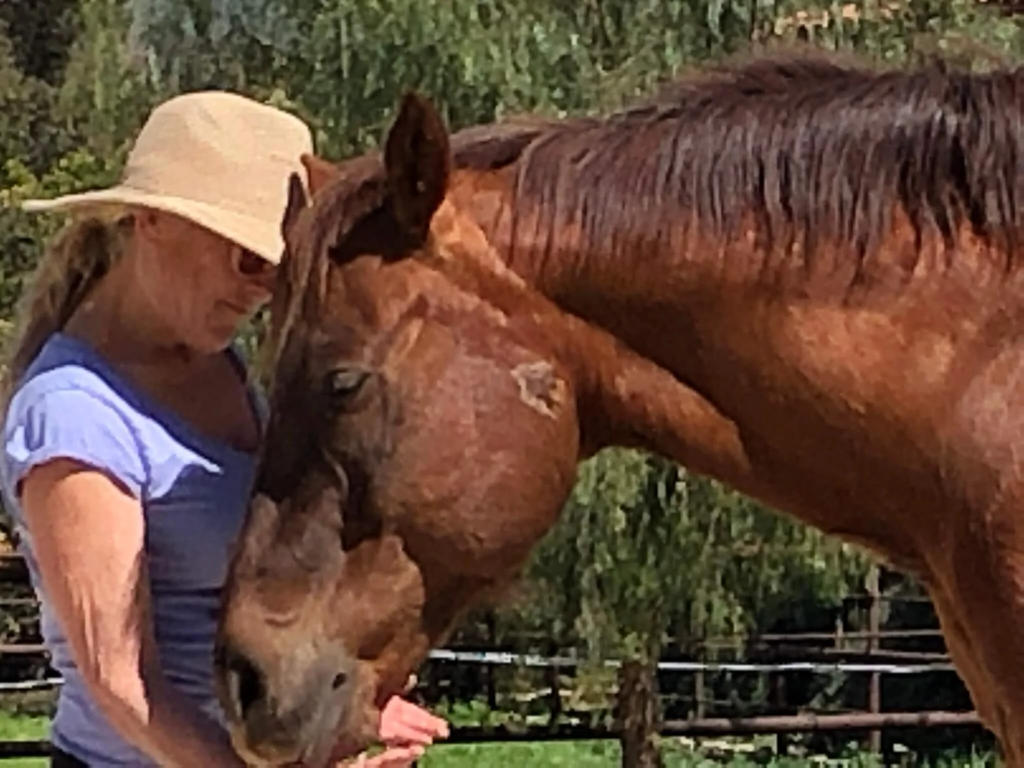 Equine Assisted Therapy