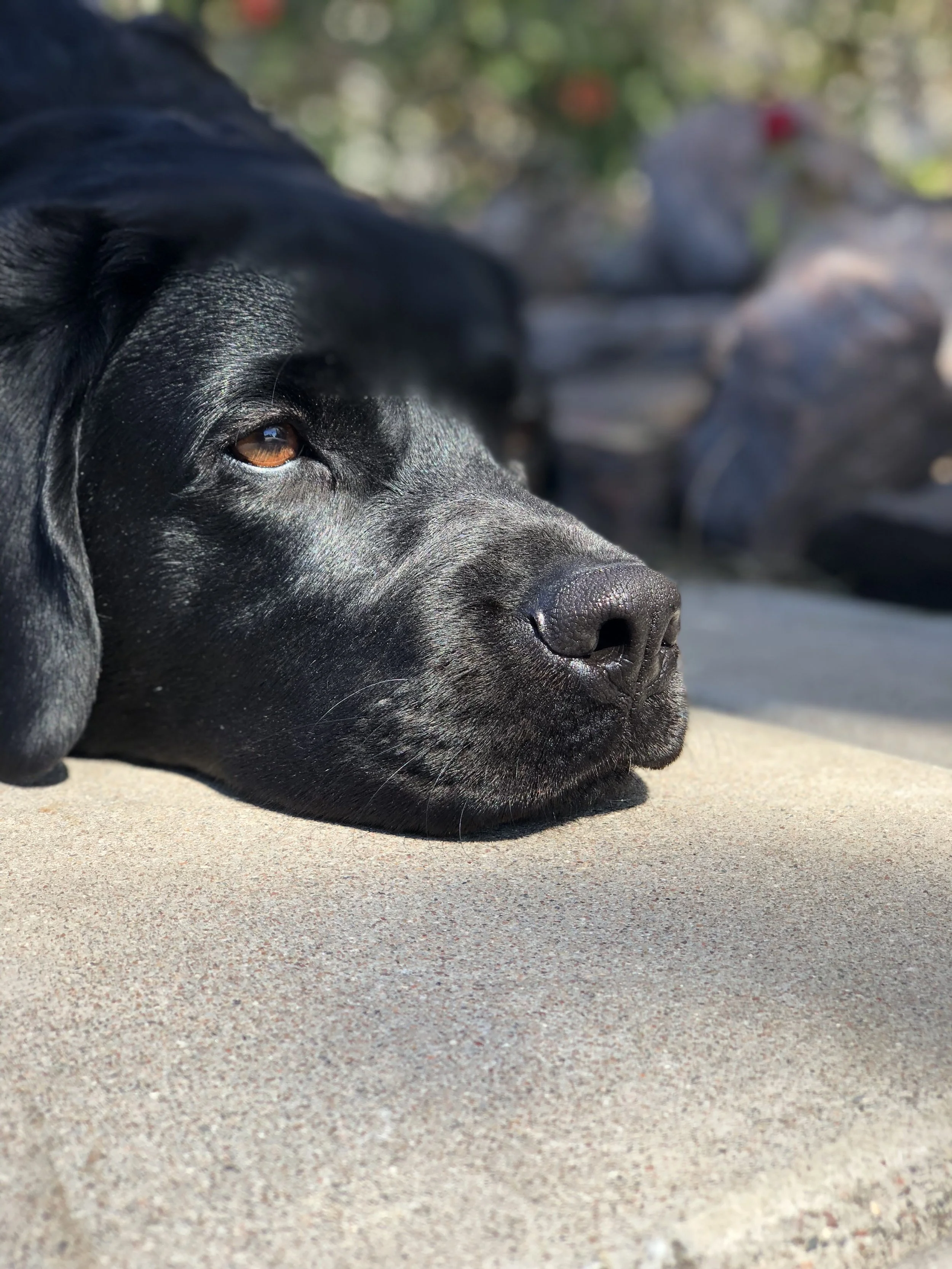 Diabetic Alert Dogs 