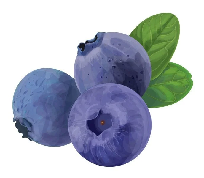 Blueberry Study
