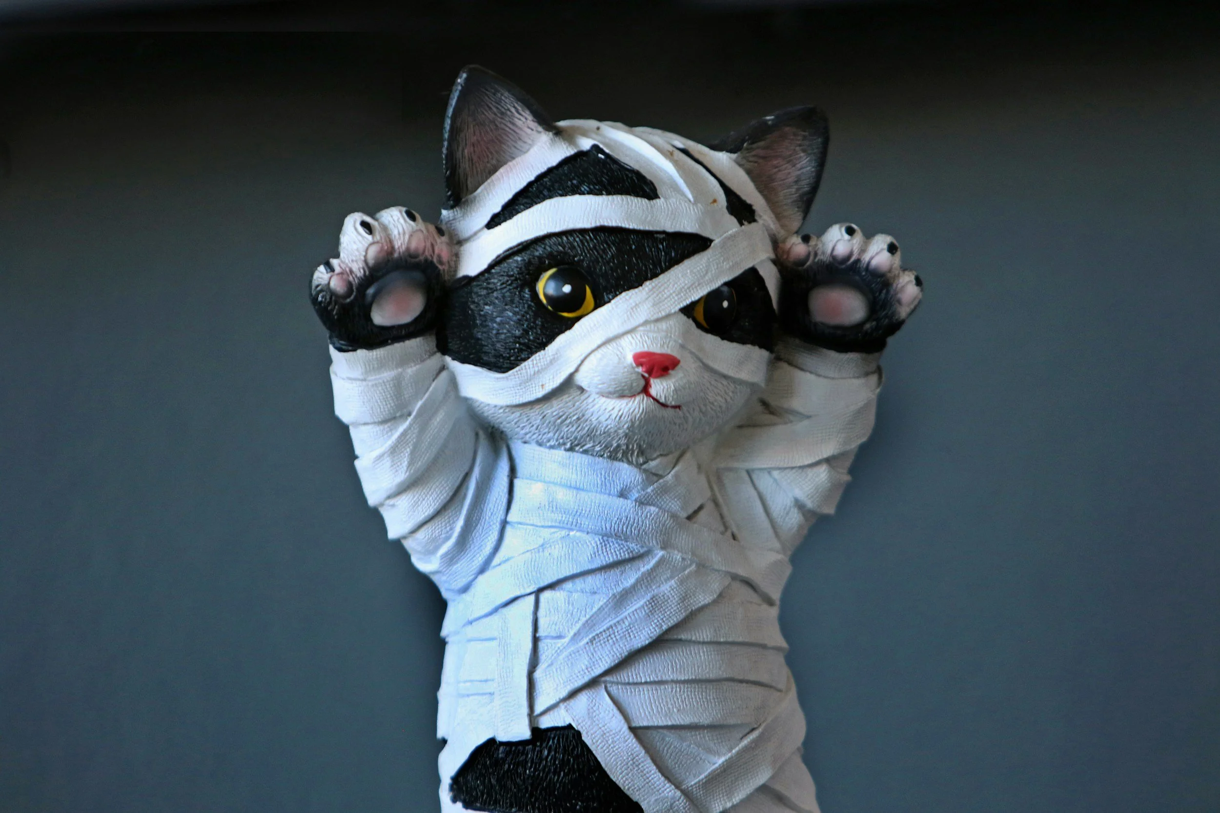 cute kitten in bandages looks like a mummy