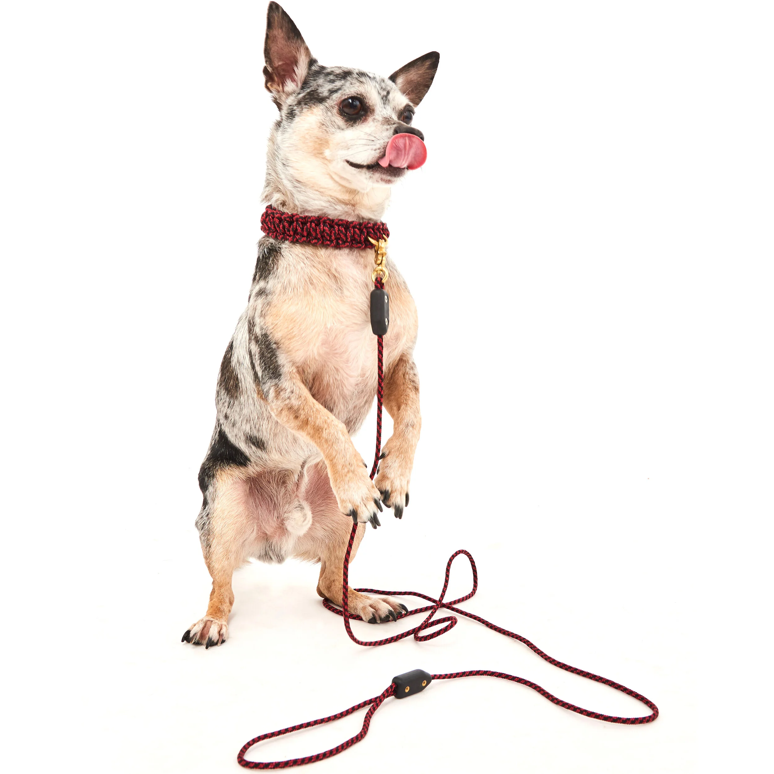 X Small Hoodoos Leash