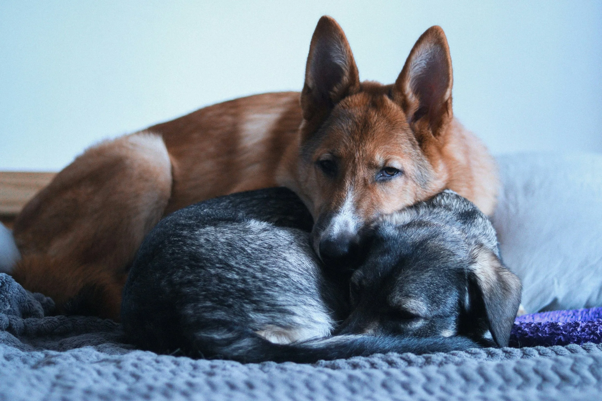 Two dogs resting closely together on a gray blanket. One dog has a tan and cream coat with large upright ears, resting its head against the other dog, a smaller dog with a gray-and-black speckled coat curled into a ball, face tucked down.