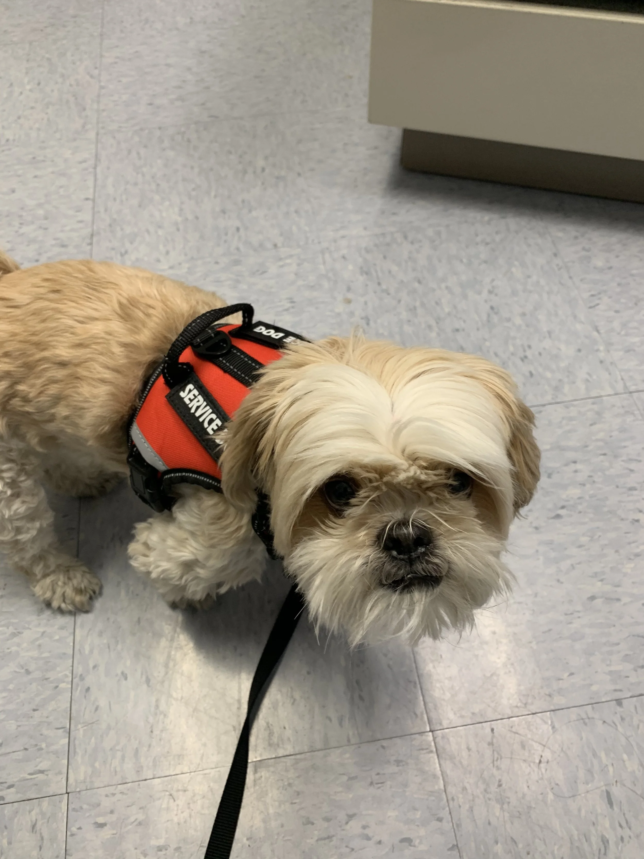 I Lost My Service Dog. Here's What Disability Pride Is Really Asking of Us.