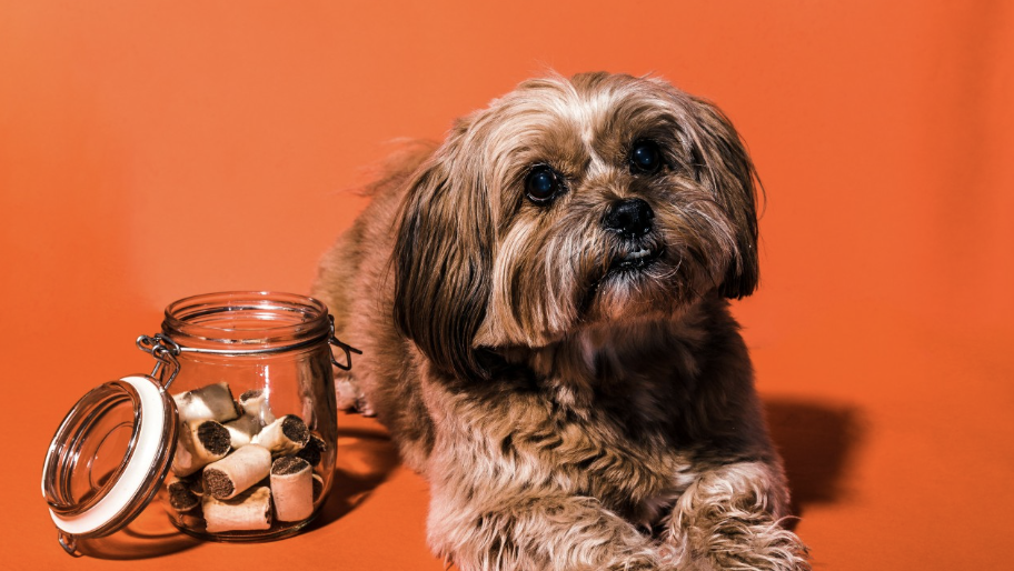 A small fluffy dog rests beside an open glass jar of treats against a bold orange background, looking directly at the camera.