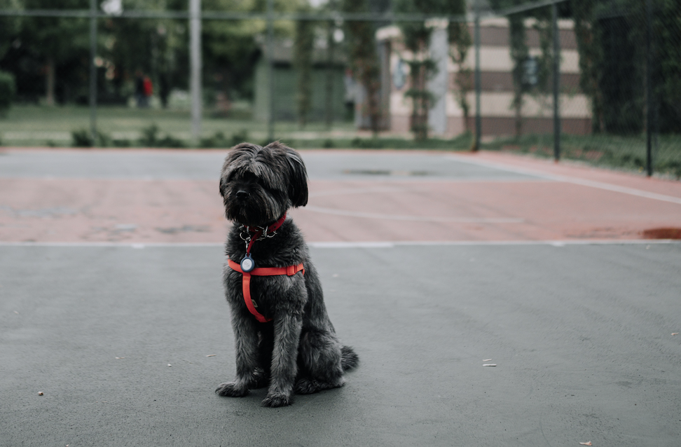 Small shaggy gray dog in a red harness sitting on an empty outdoor basketball court under an overcast sky.