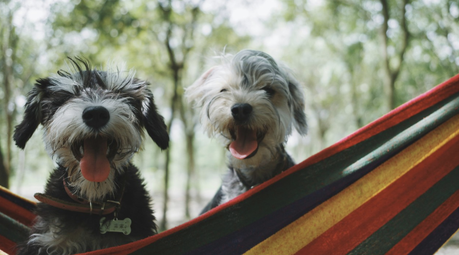 Two scruffy dogs (black, grey, and white) are side by side behind a striped hammock, tongues out, trees behind them.